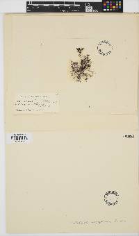 Choreocolax polysiphoniae image