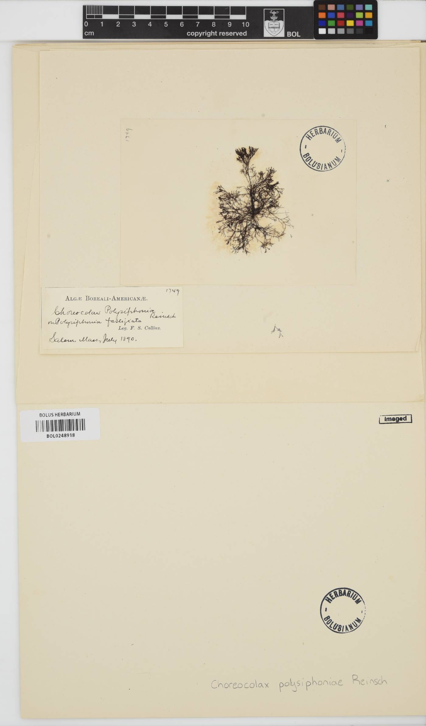 Choreocolax polysiphoniae image