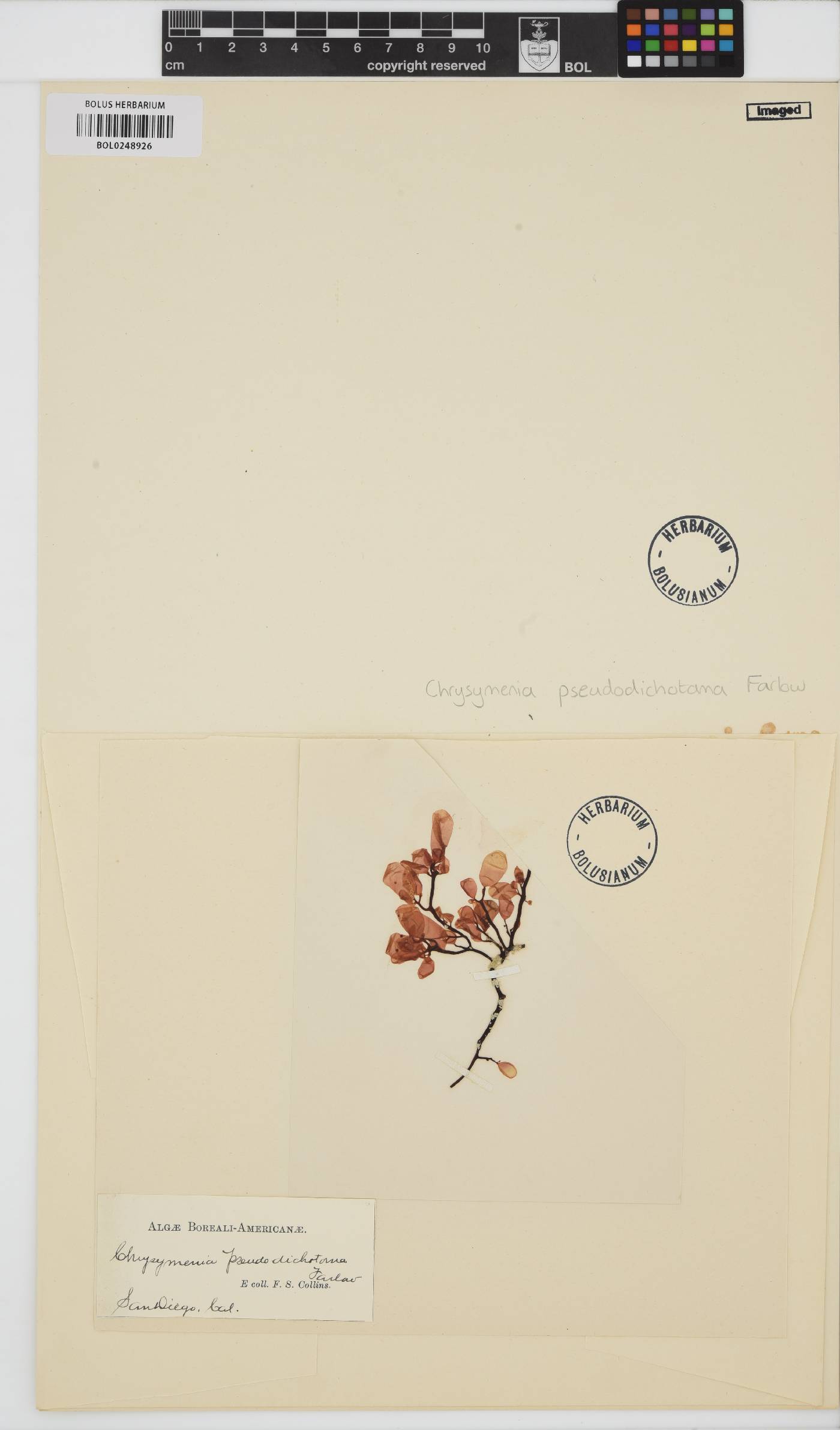 Botryocladia pseudodichotoma image