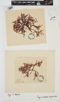 Chylocladia capensis image
