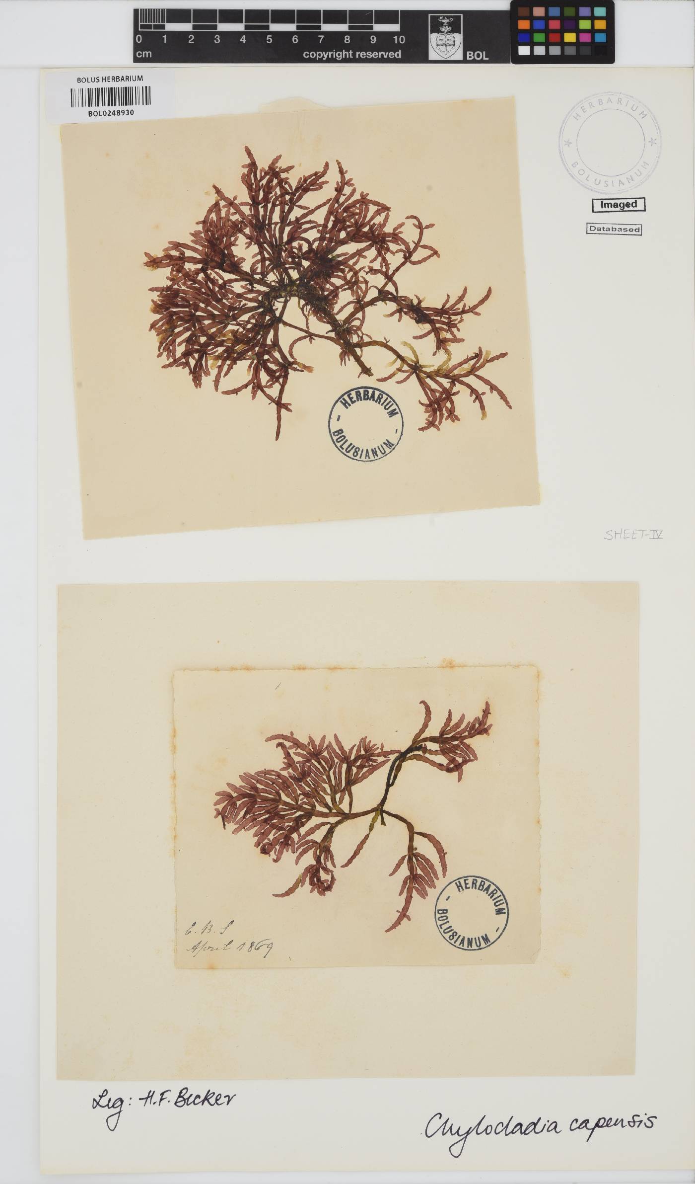 Chylocladia image