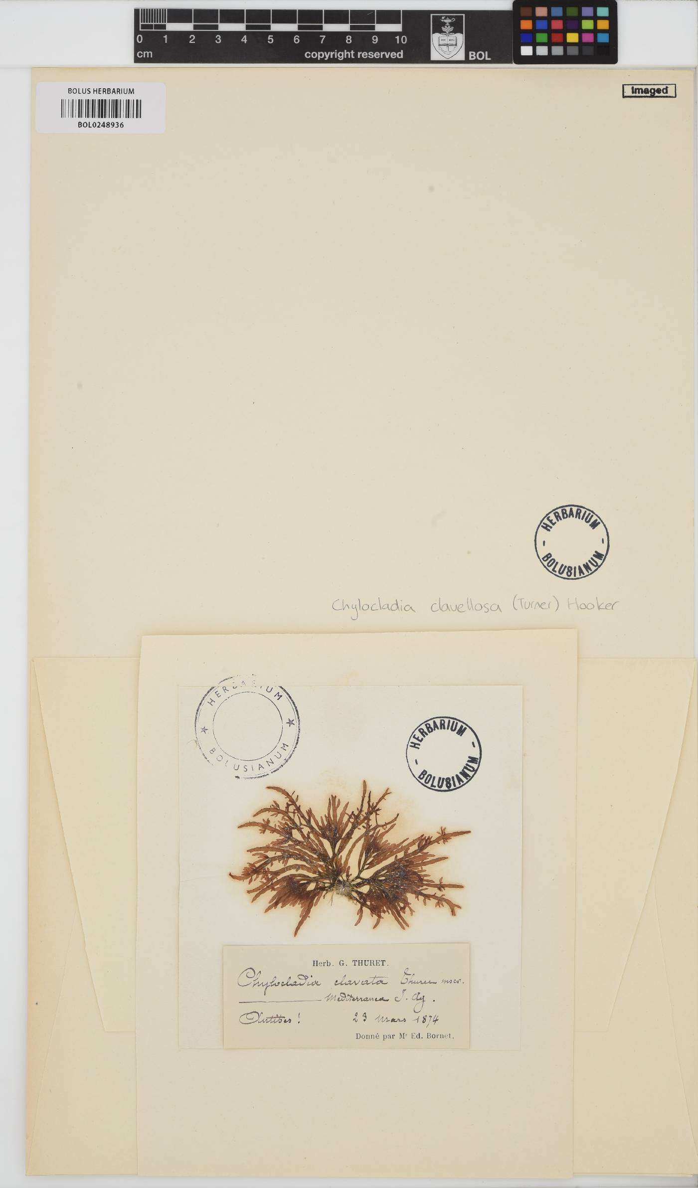Lomentaria clavellosa image