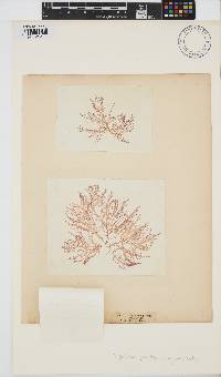 Champia parvula image
