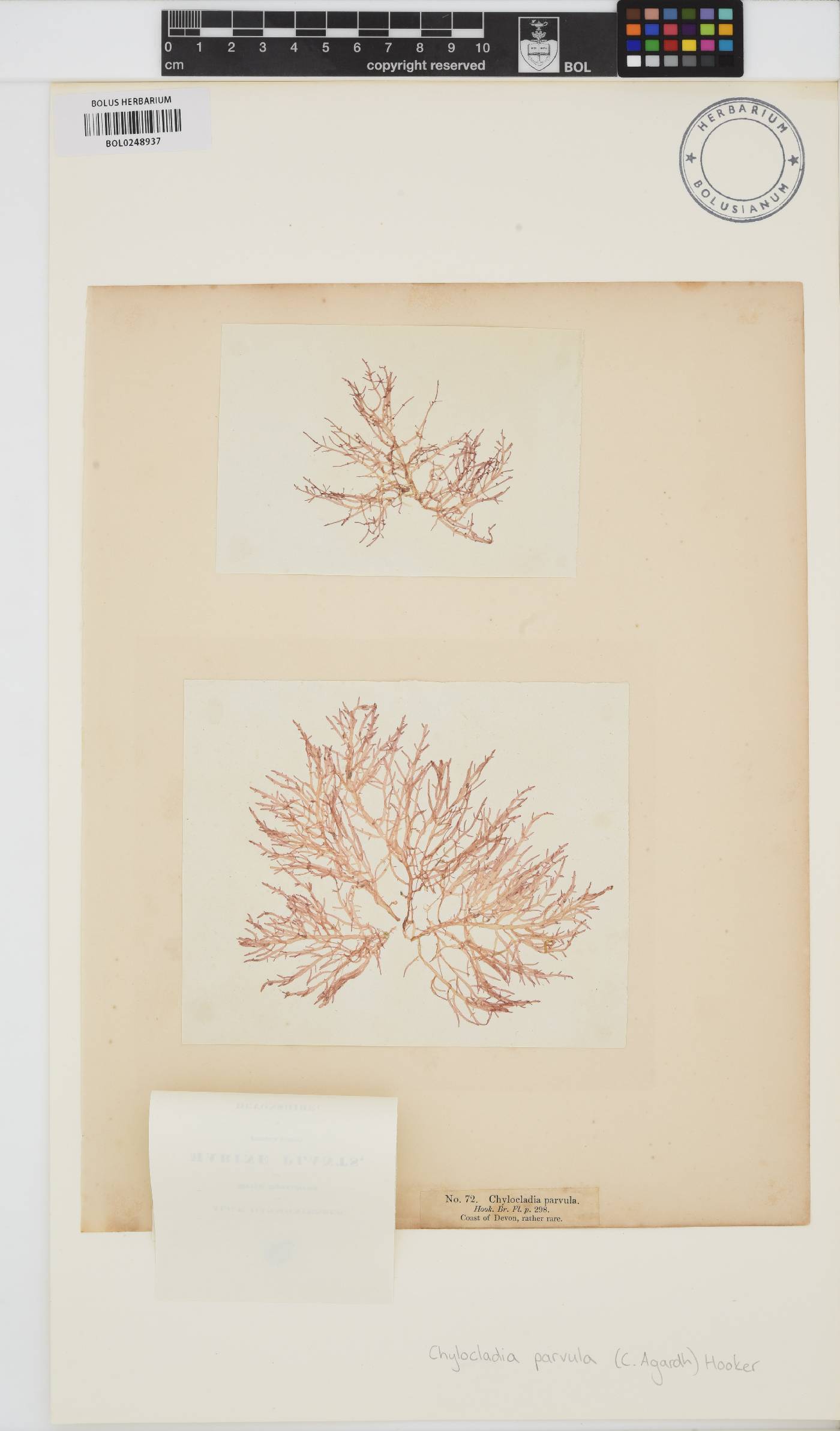 Champia parvula image