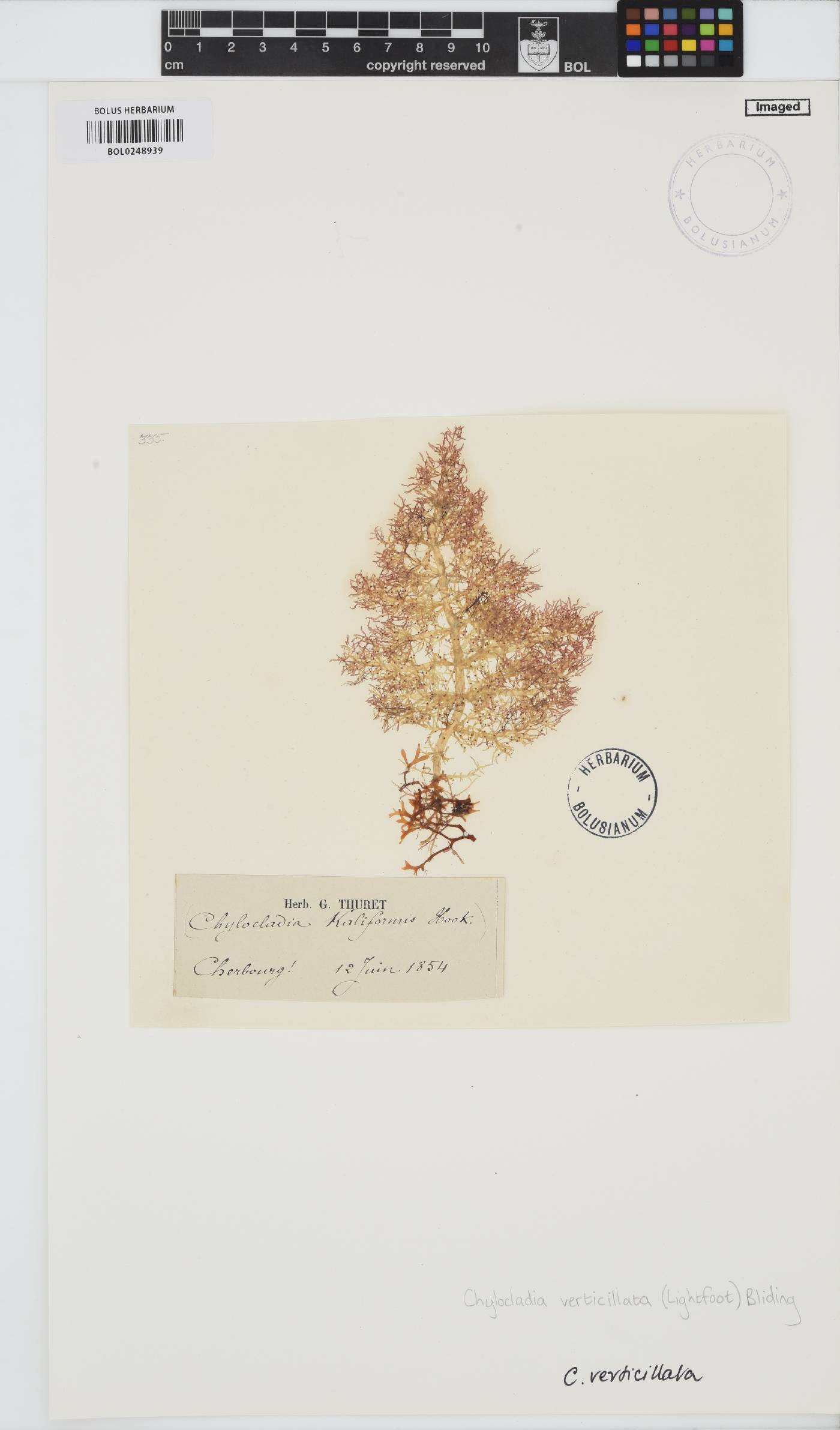 Chylocladia verticillata image