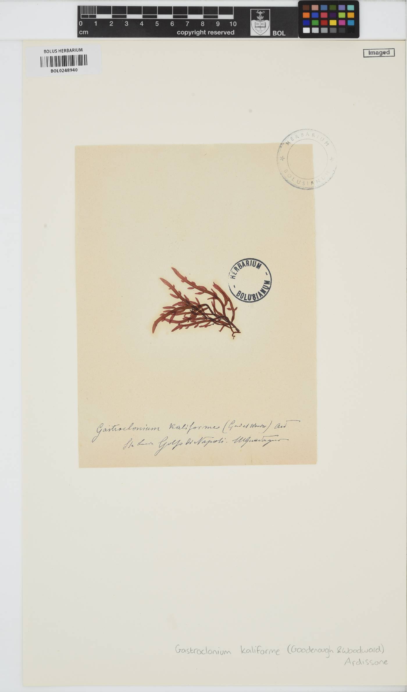 Chylocladia image