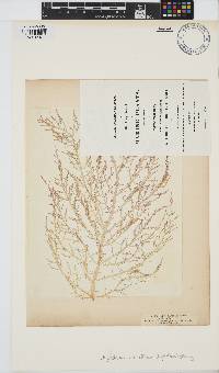 Chylocladia verticillata image