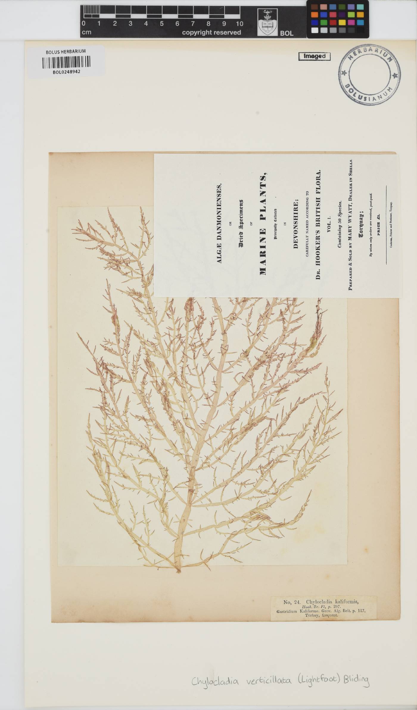 Chylocladia image