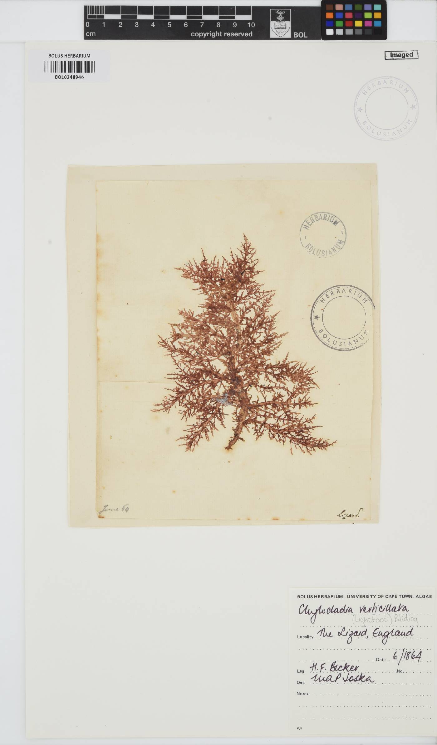 Chylocladia verticillata image