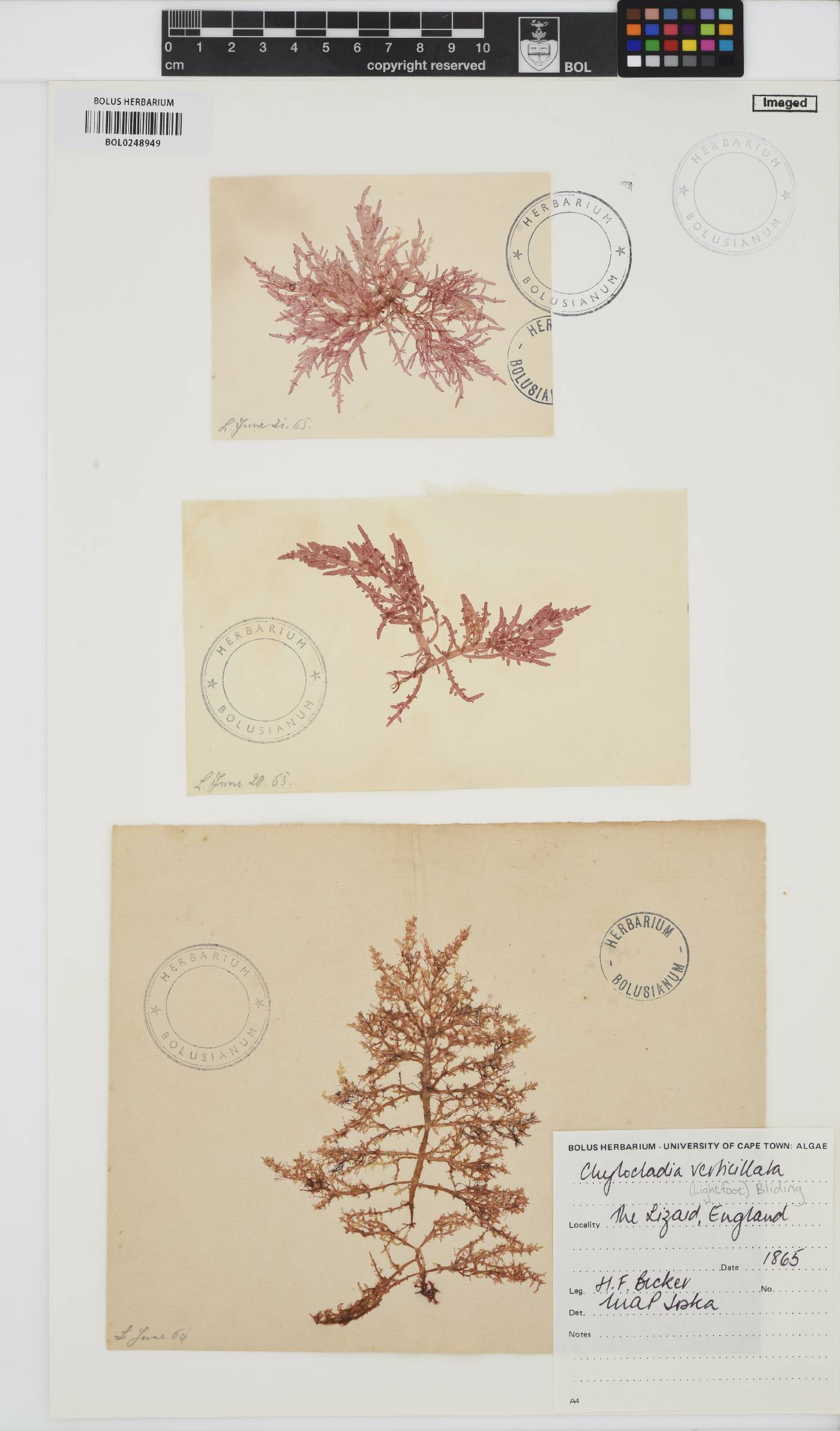 Chylocladia verticillata image