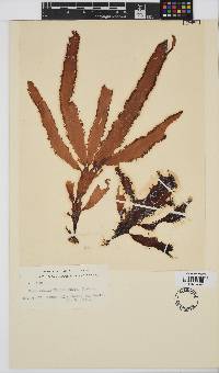 Image of Cladhymenia oblongifolia