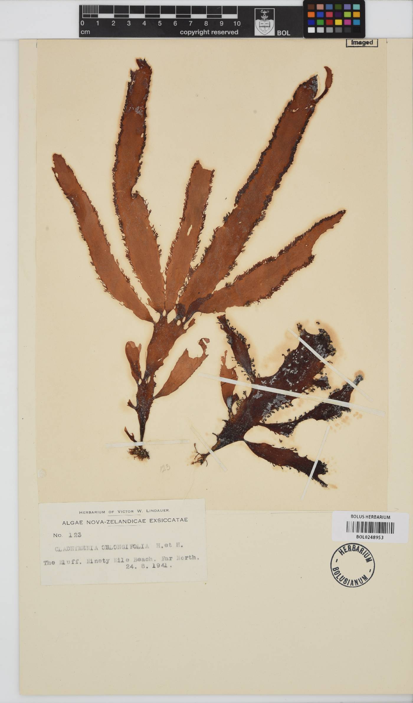 Cladhymenia oblongifolia image