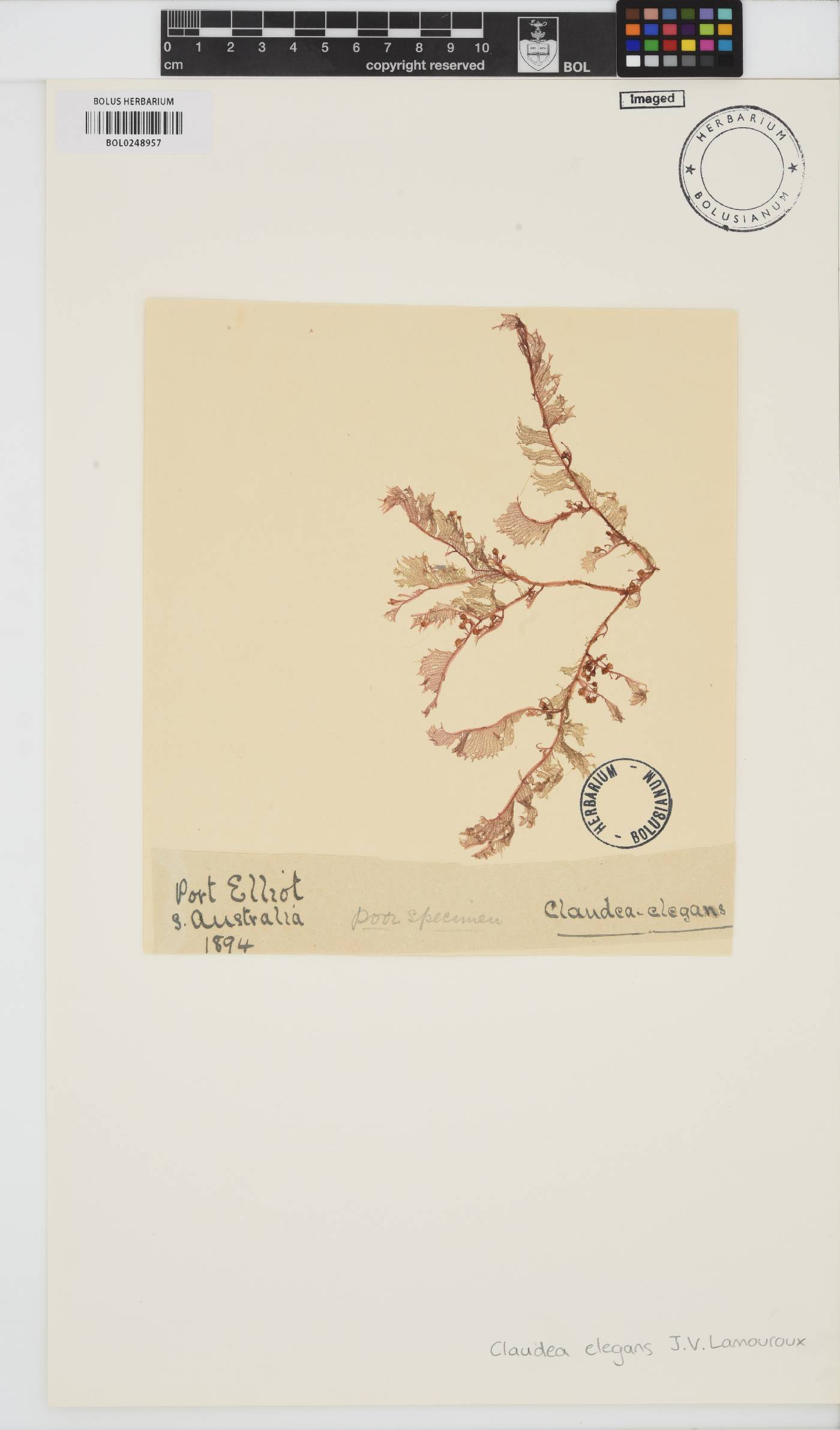 Claudea elegans image