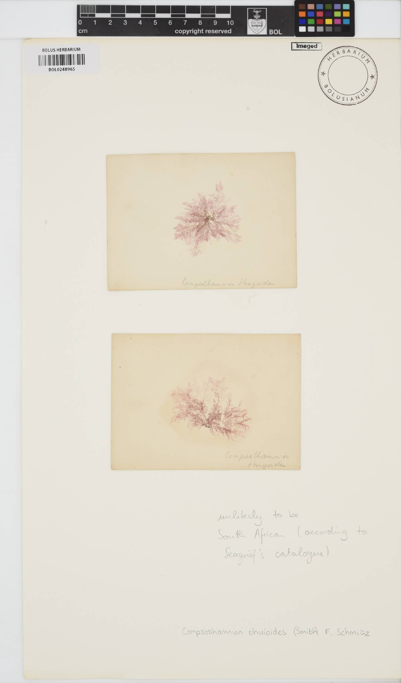 Compsothamnion thuioides image