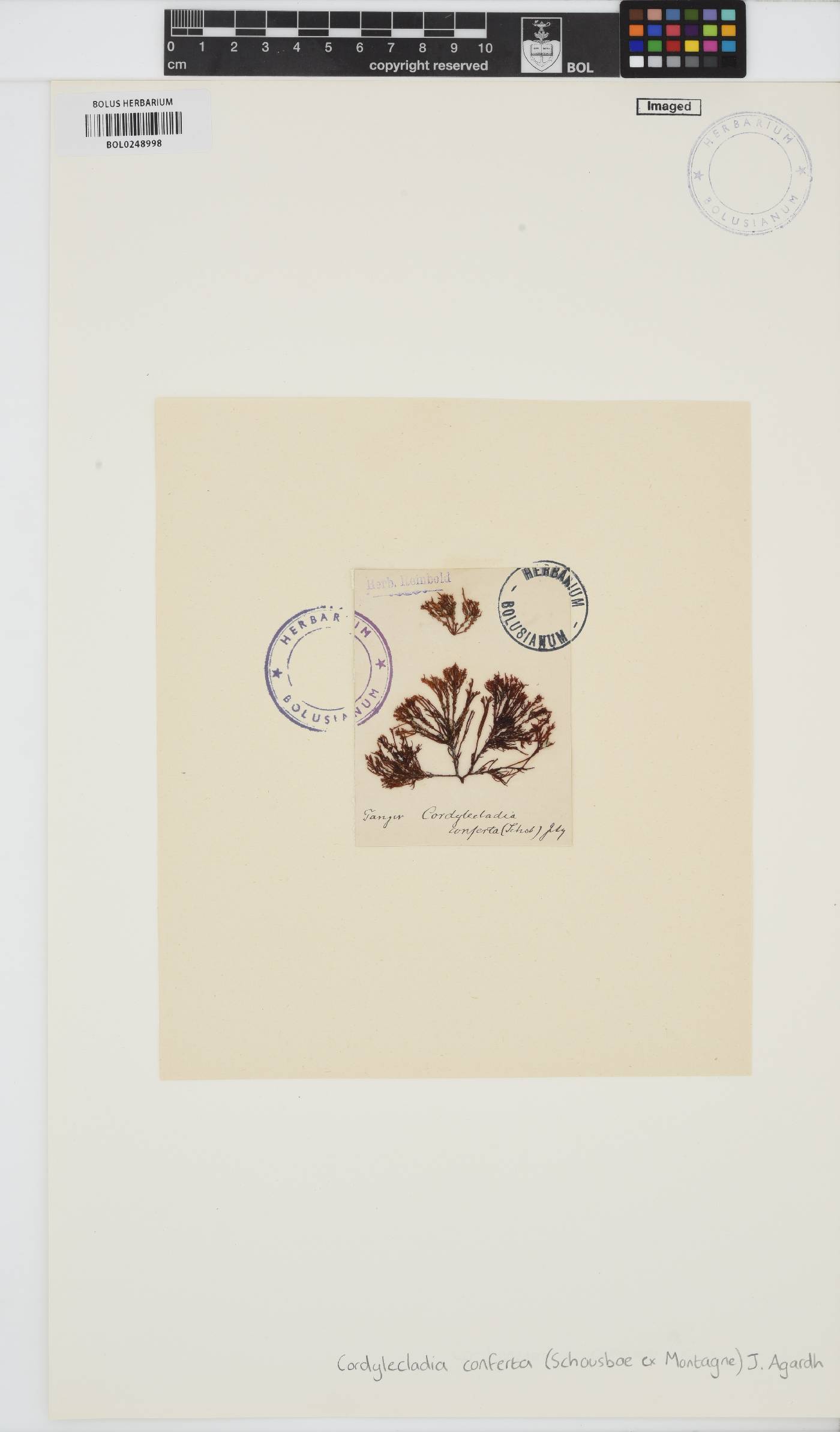 Gracilaria conferta image