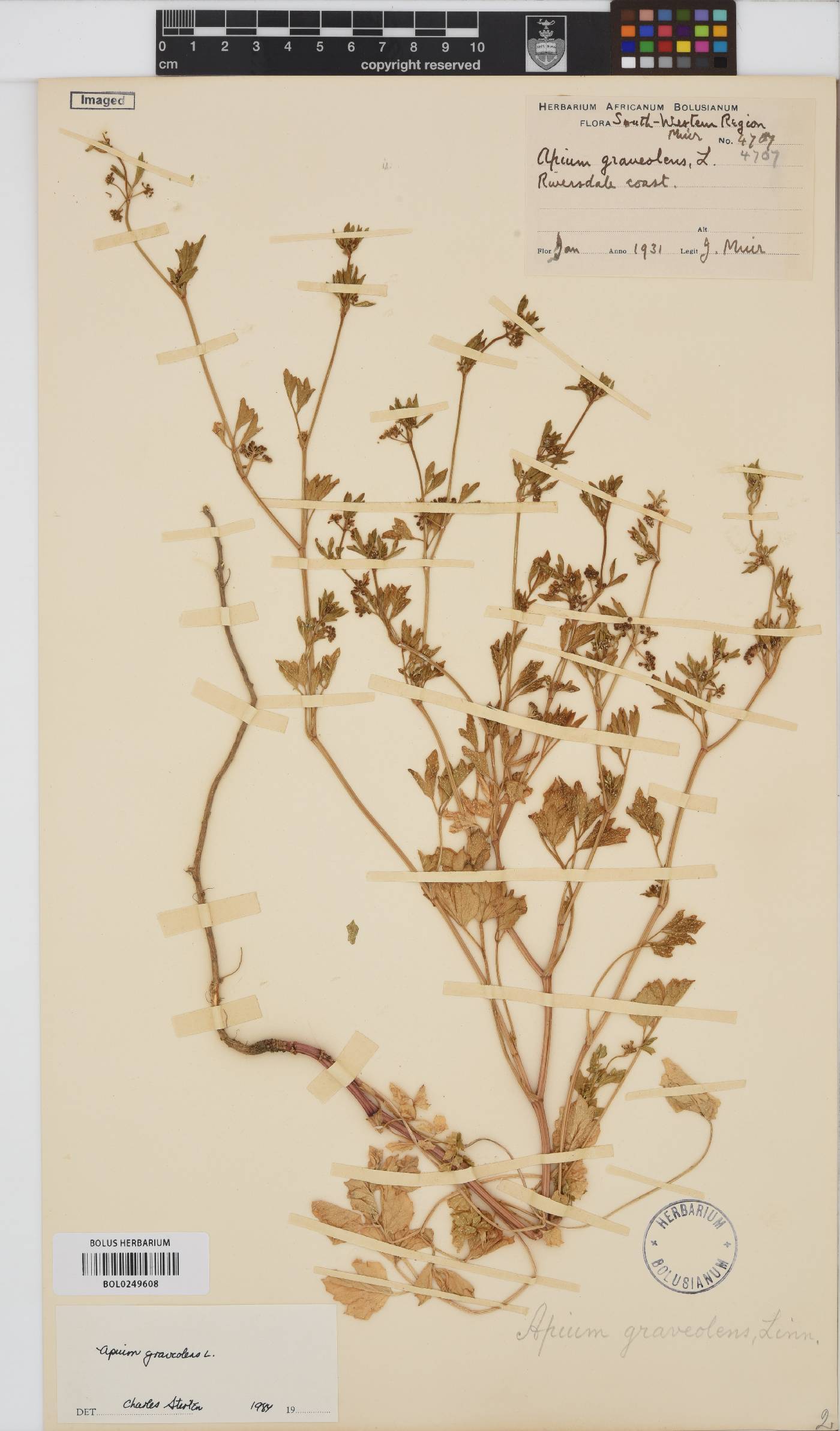Apium graveolens image