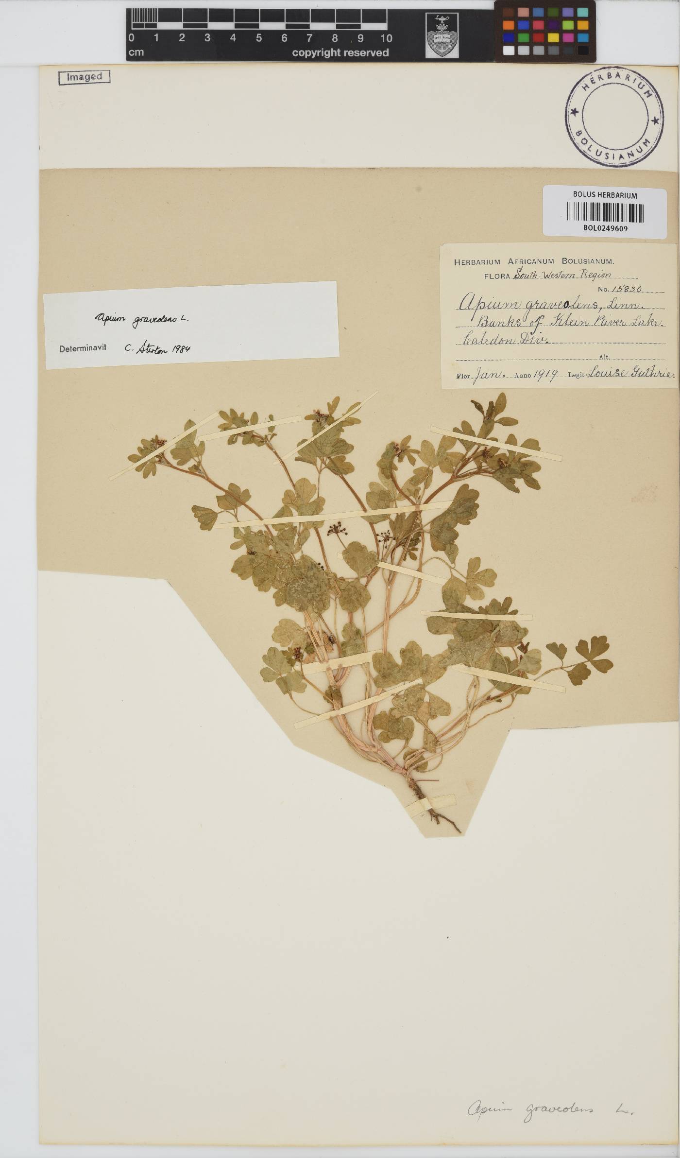 Apium graveolens image