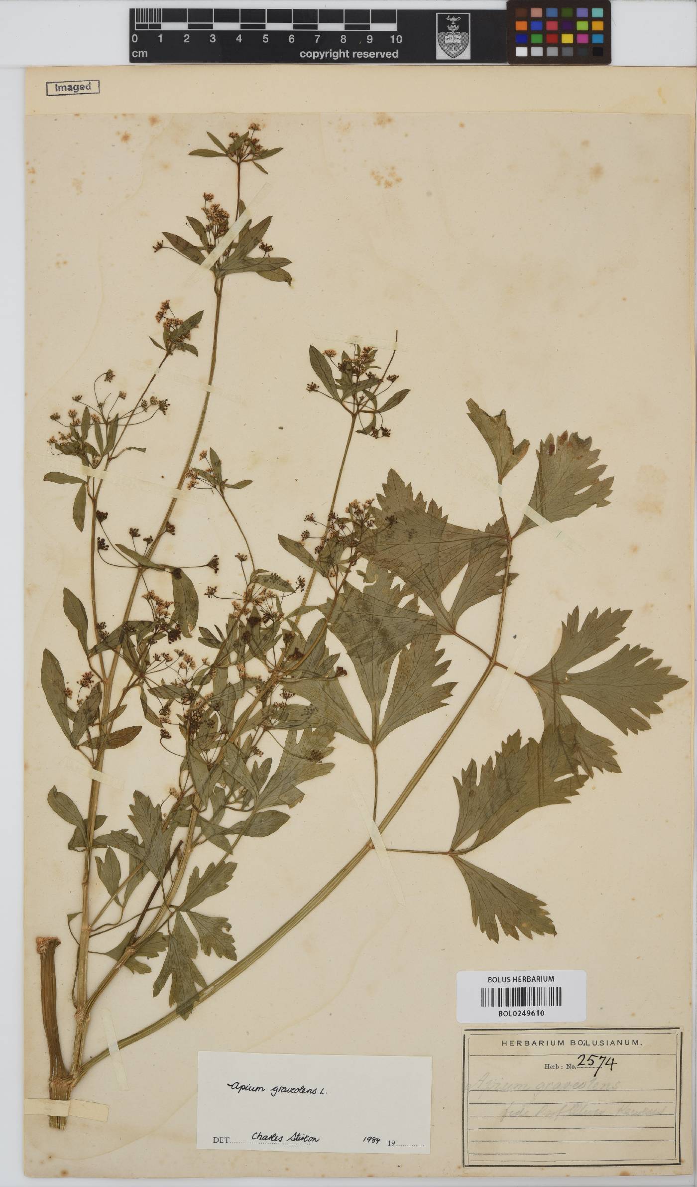 Apium graveolens image