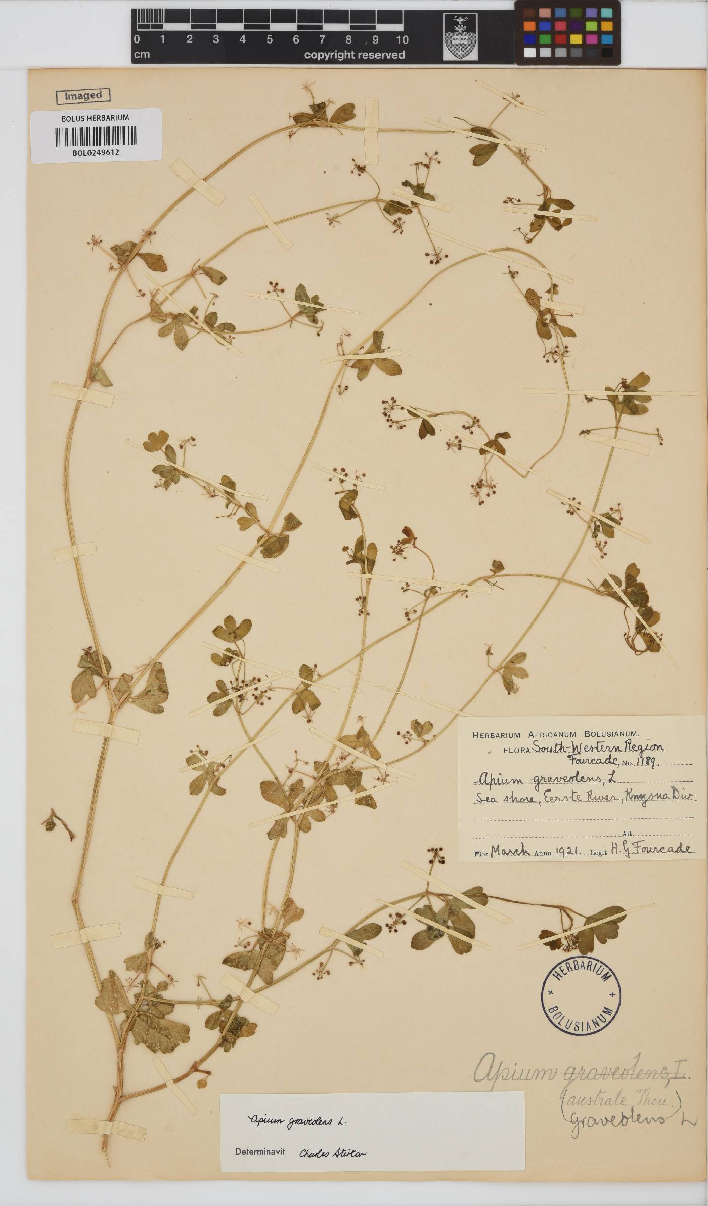 Apium image