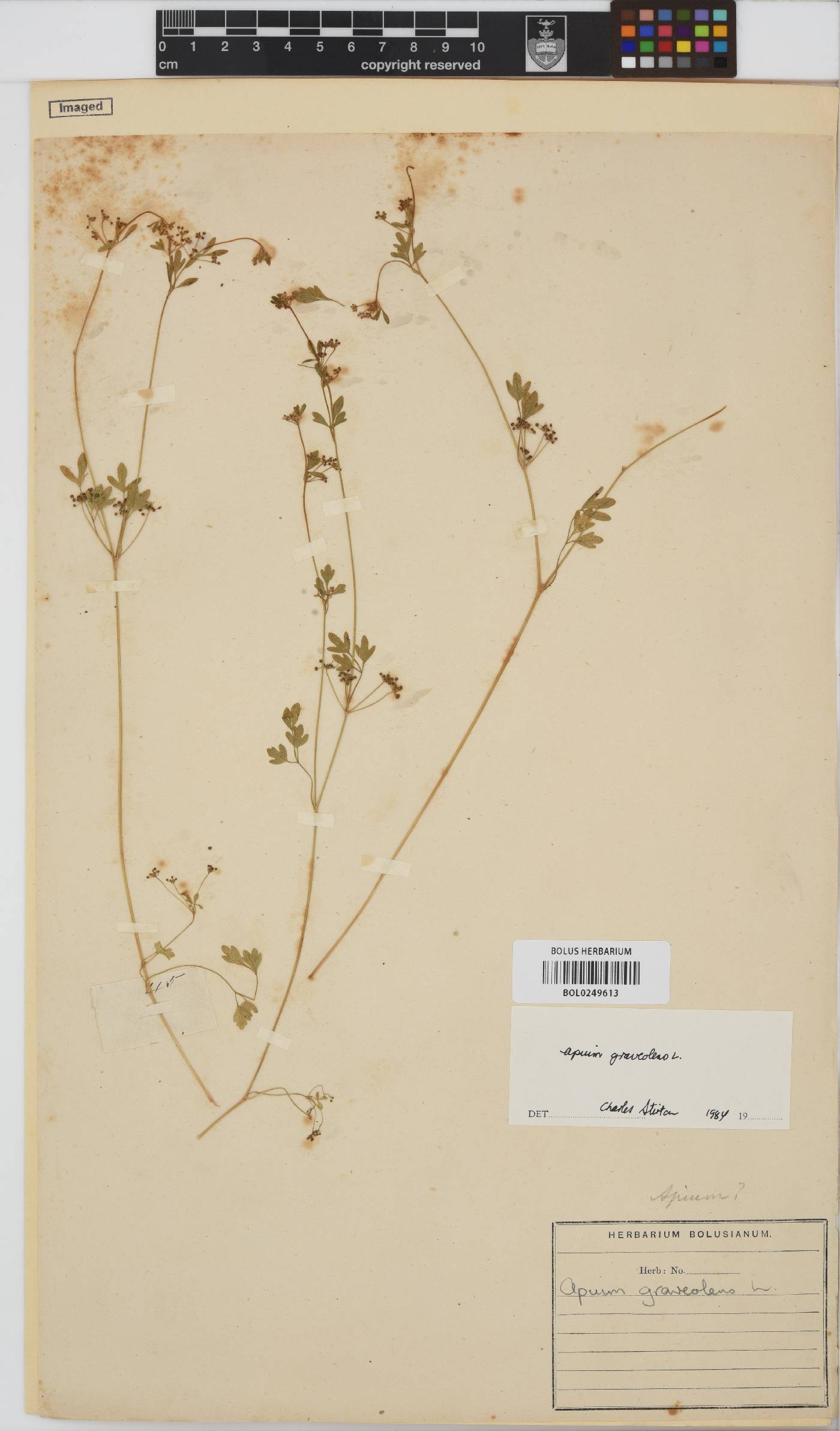 Apium graveolens image
