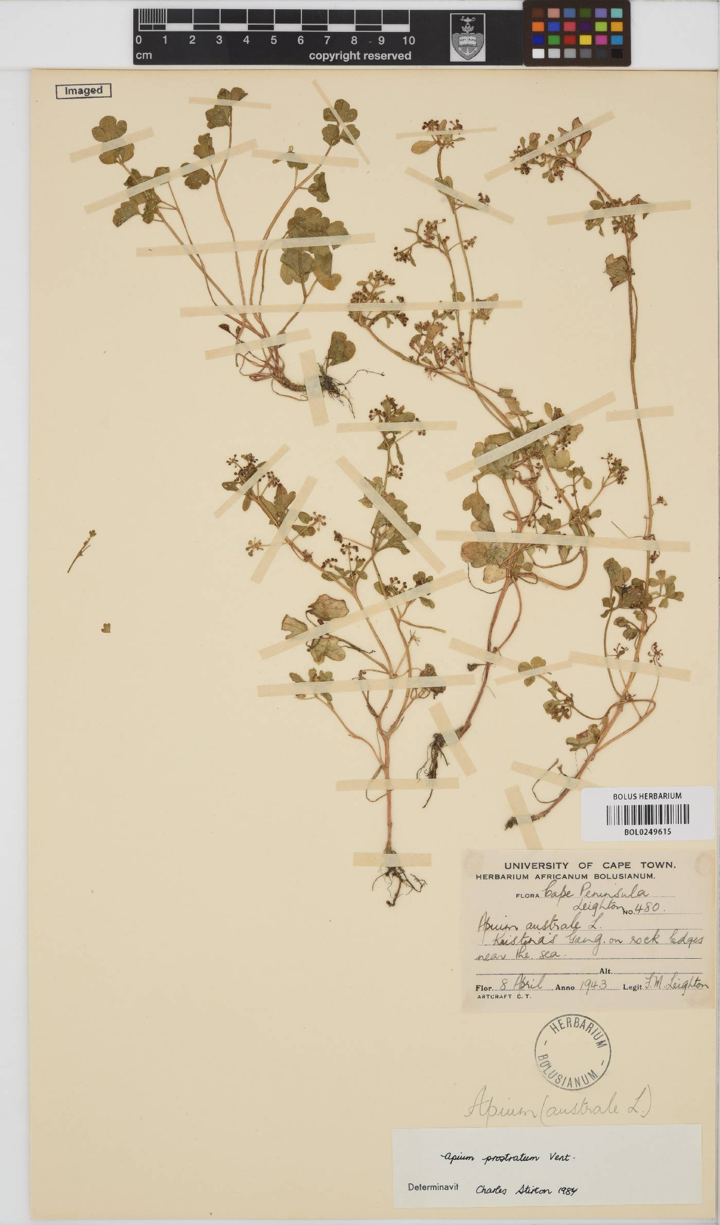 Apium prostratum image