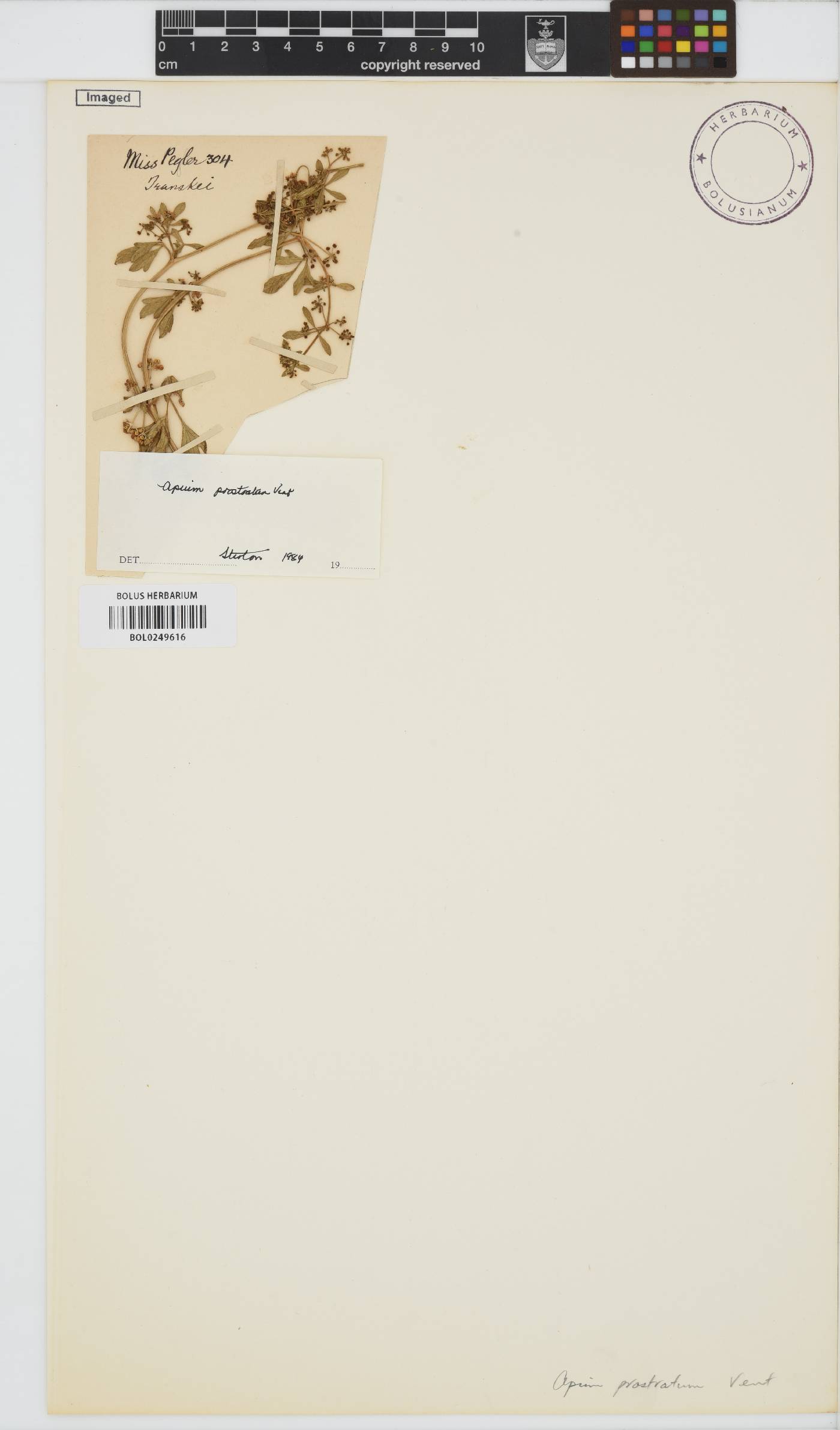 Apium prostratum image