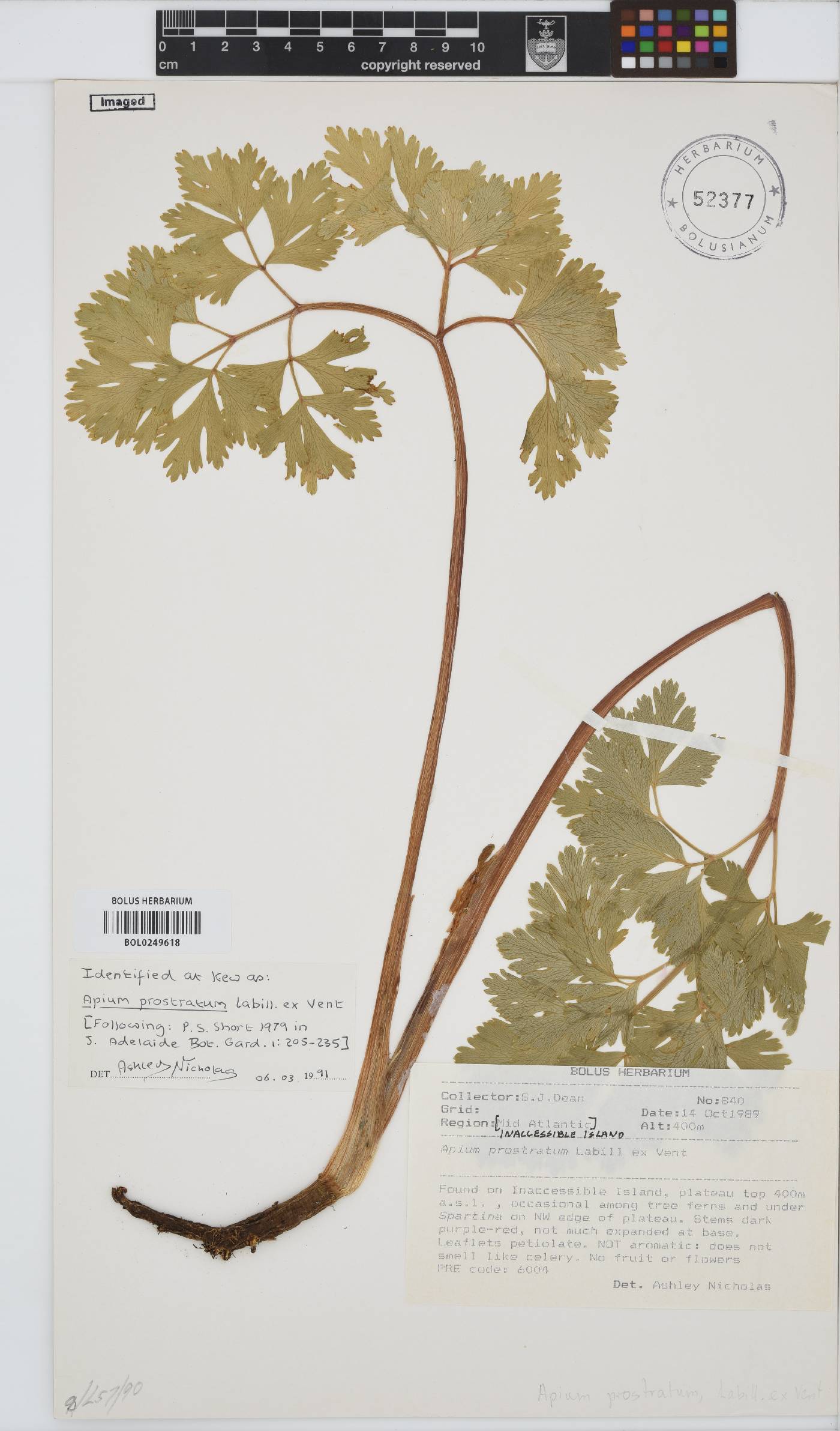 Apium prostratum image