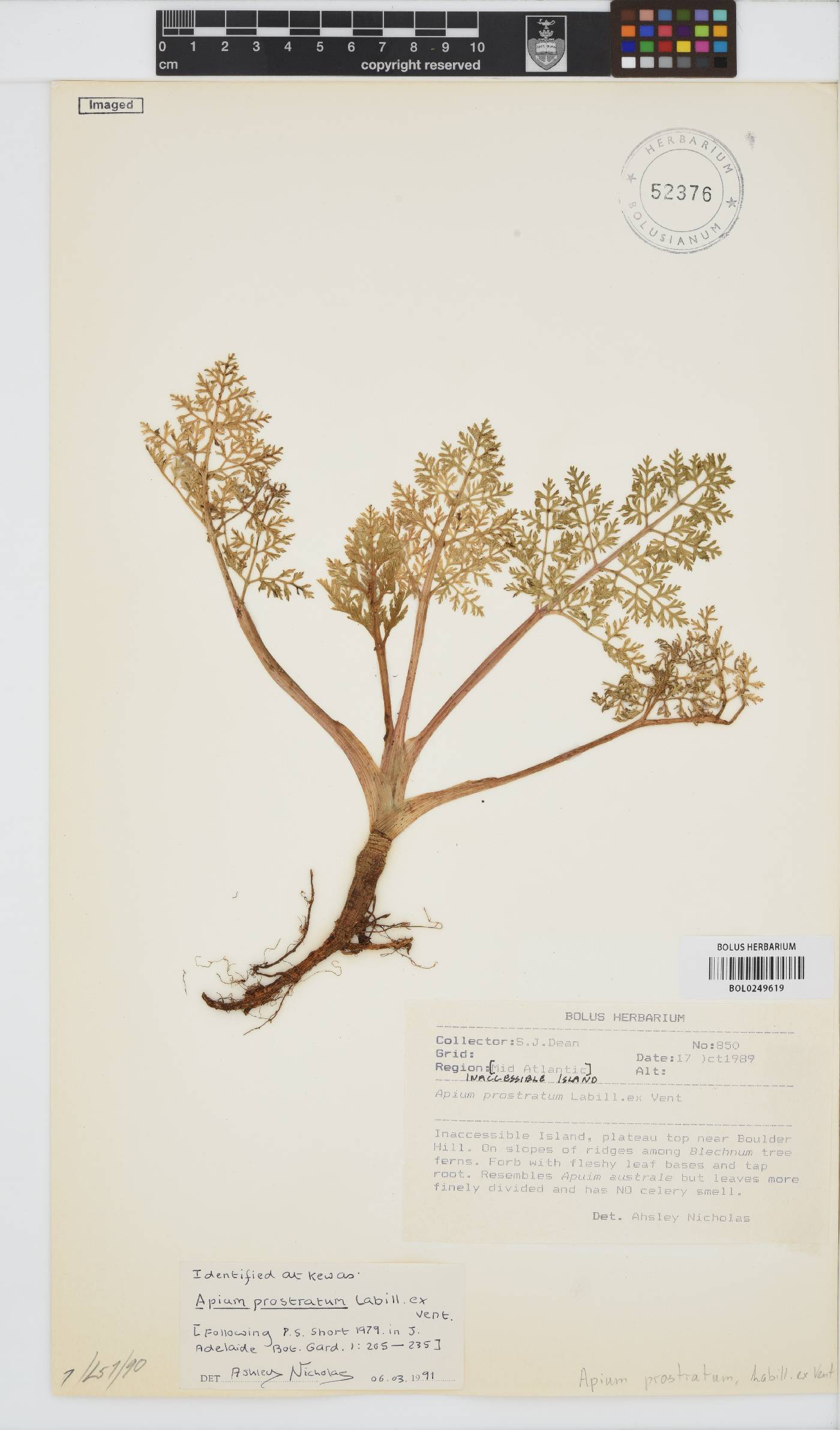 Apium prostratum image