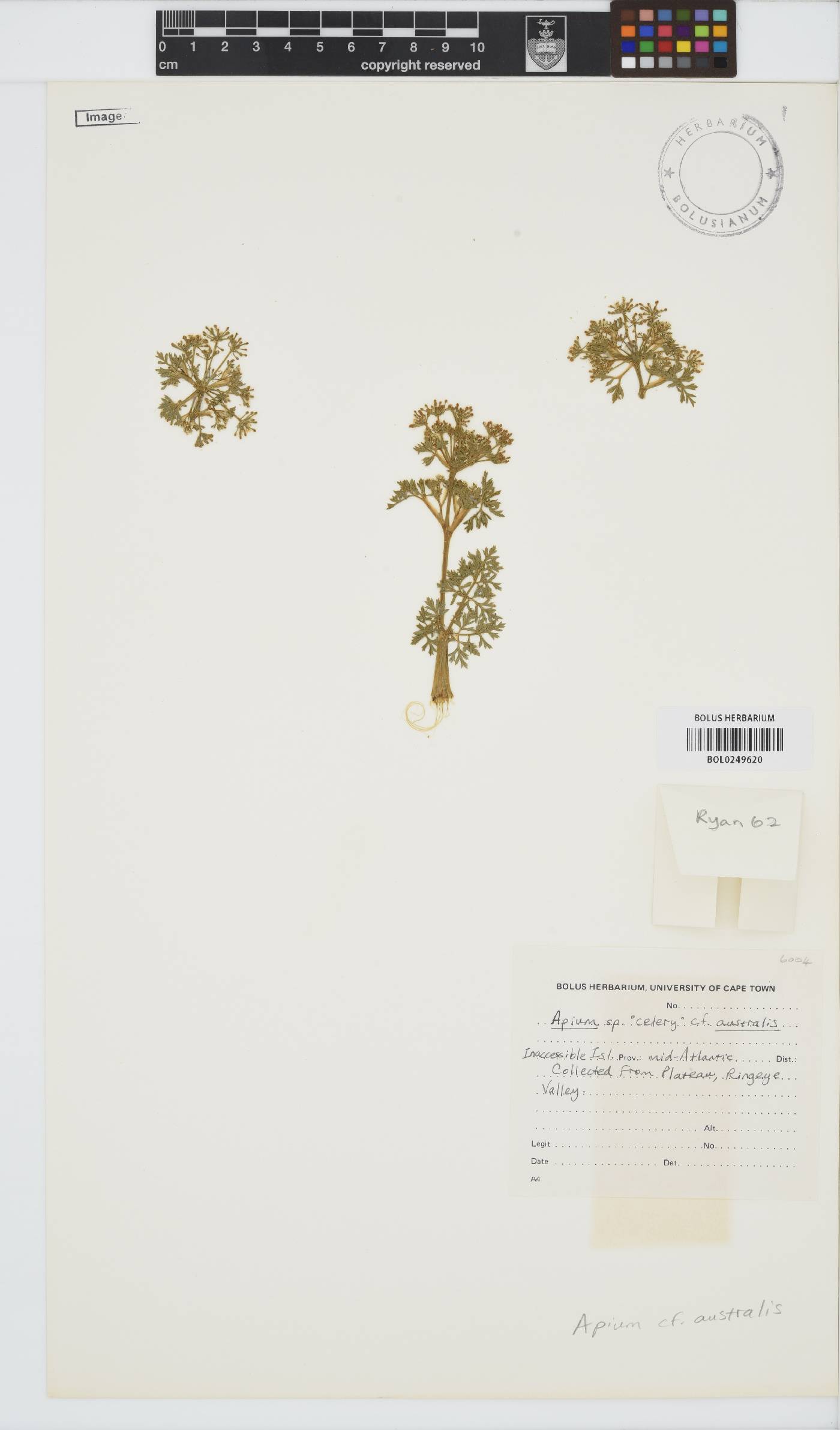 Apium prostratum image