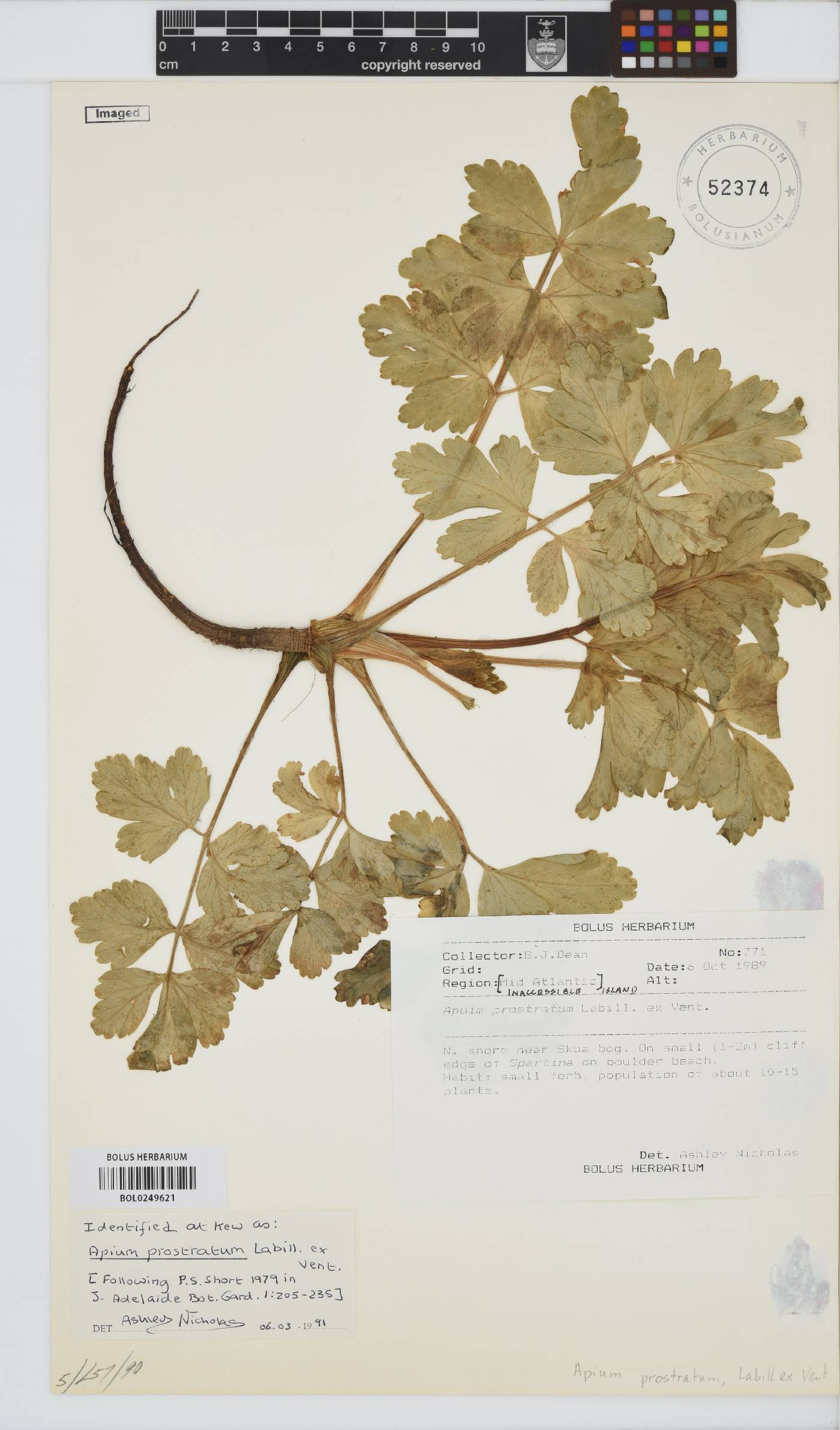 Apium prostratum image