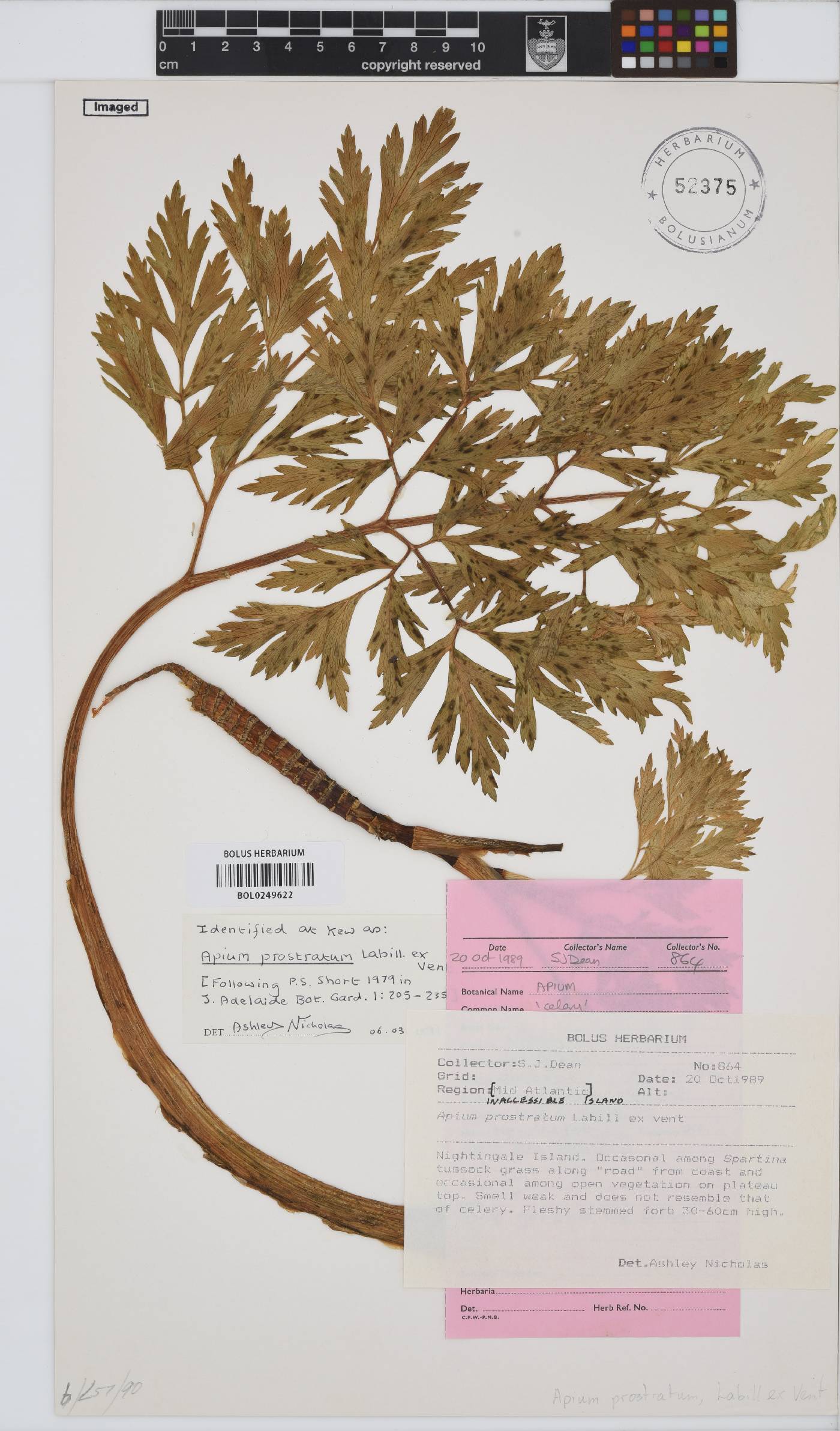 Apium prostratum image