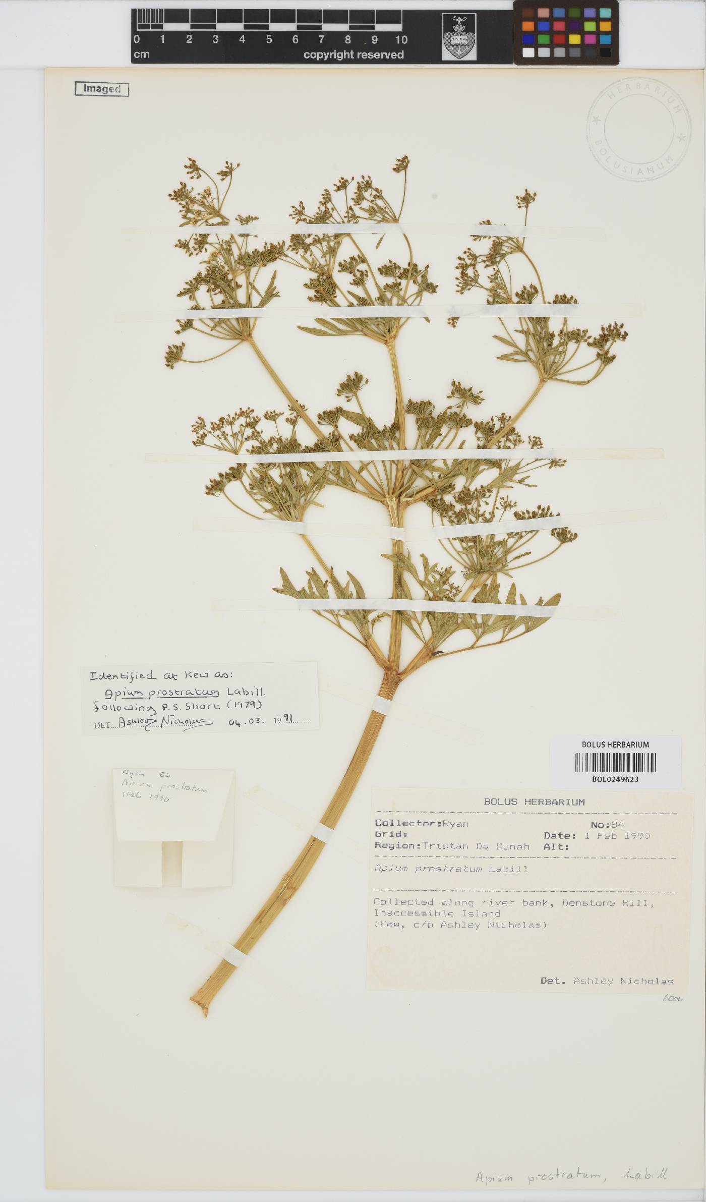 Apium prostratum image