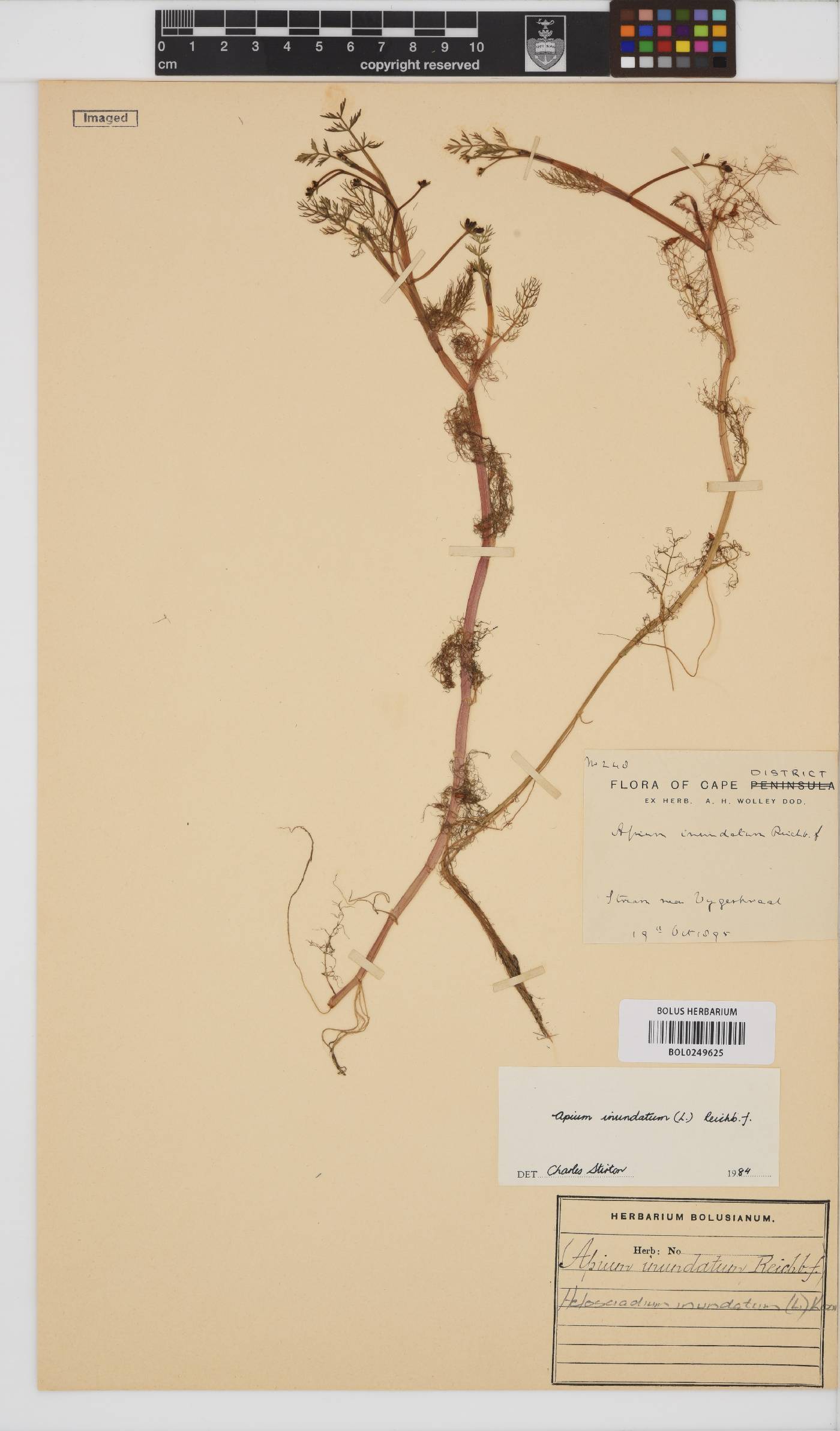 Helosciadium inundatum image
