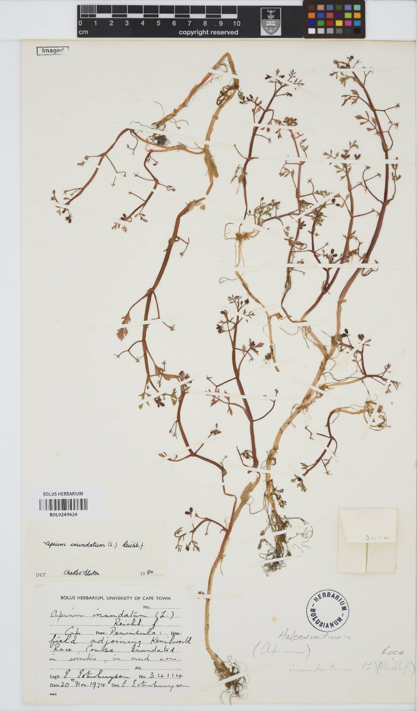 Helosciadium inundatum image
