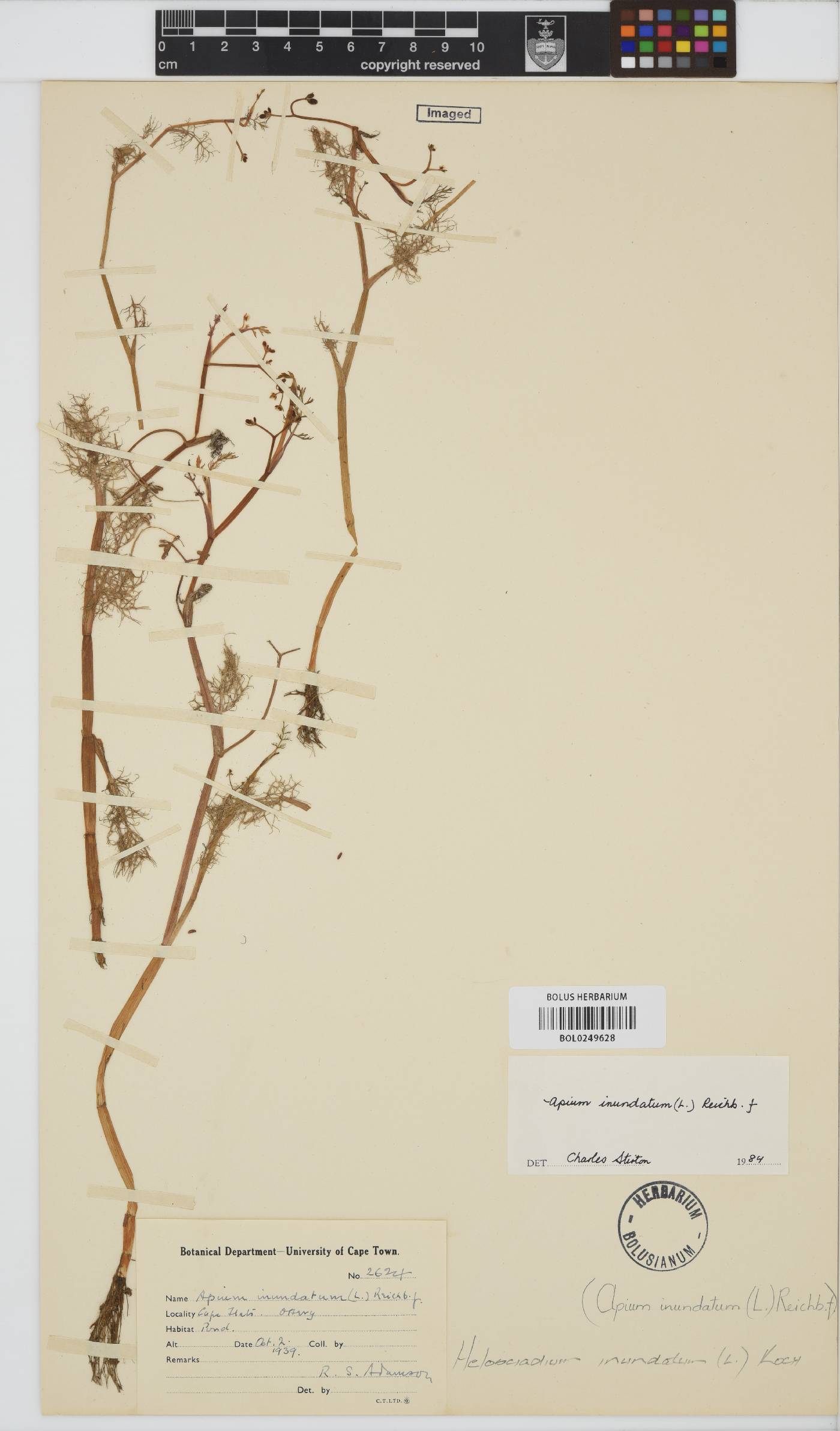 Helosciadium inundatum image