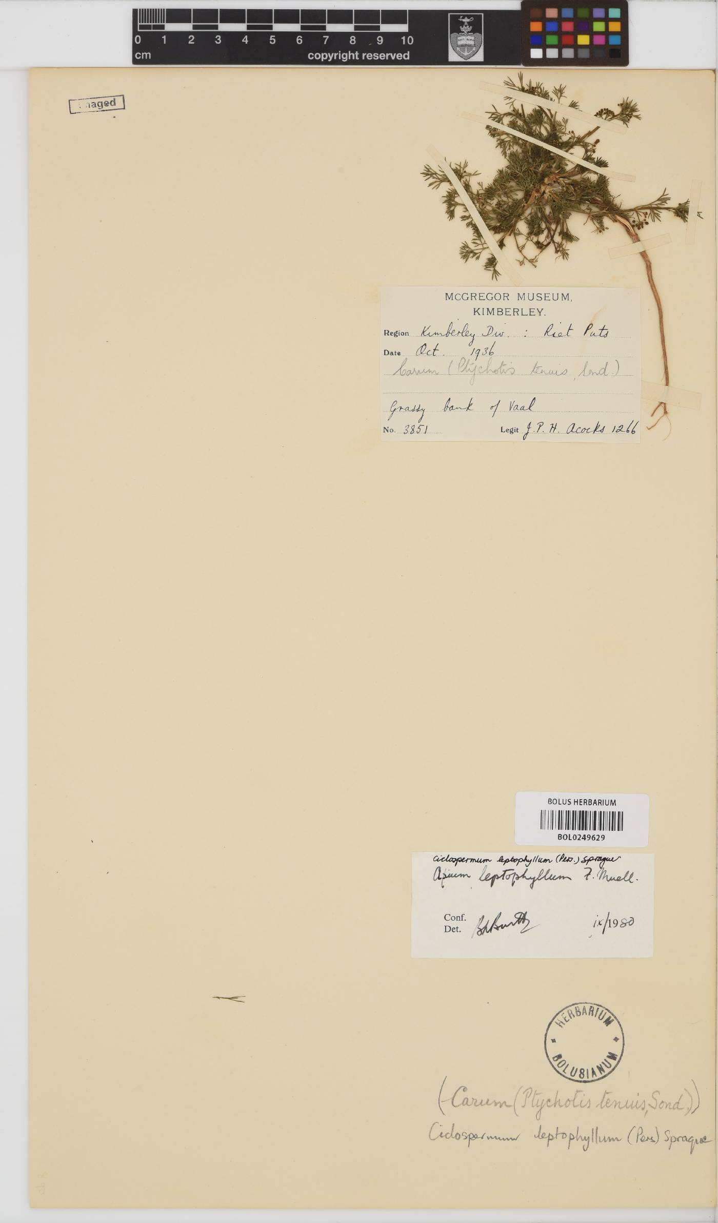 Cyclospermum leptophyllum image