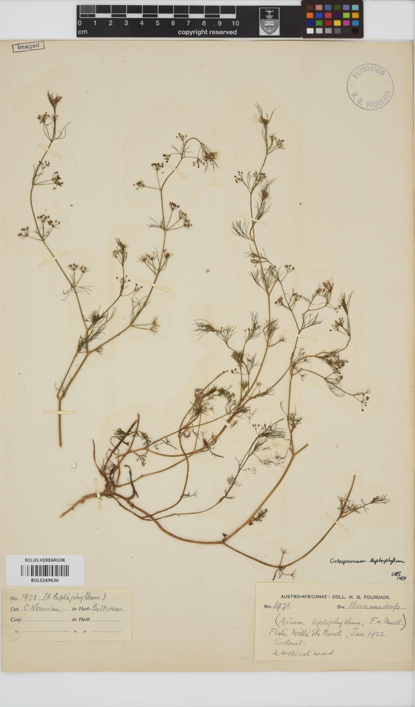 Cyclospermum leptophyllum image