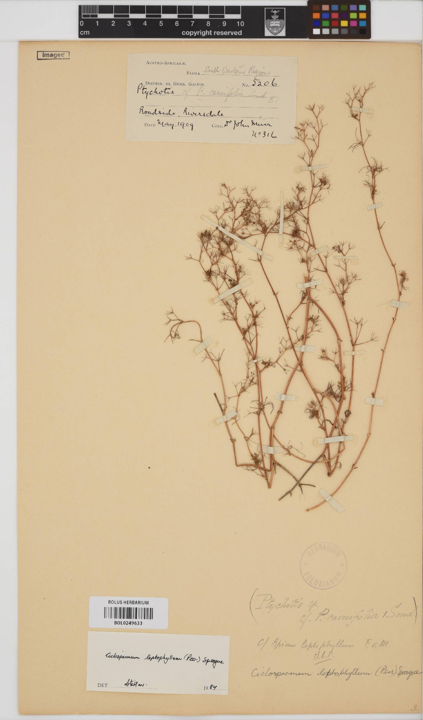 Cyclospermum leptophyllum image