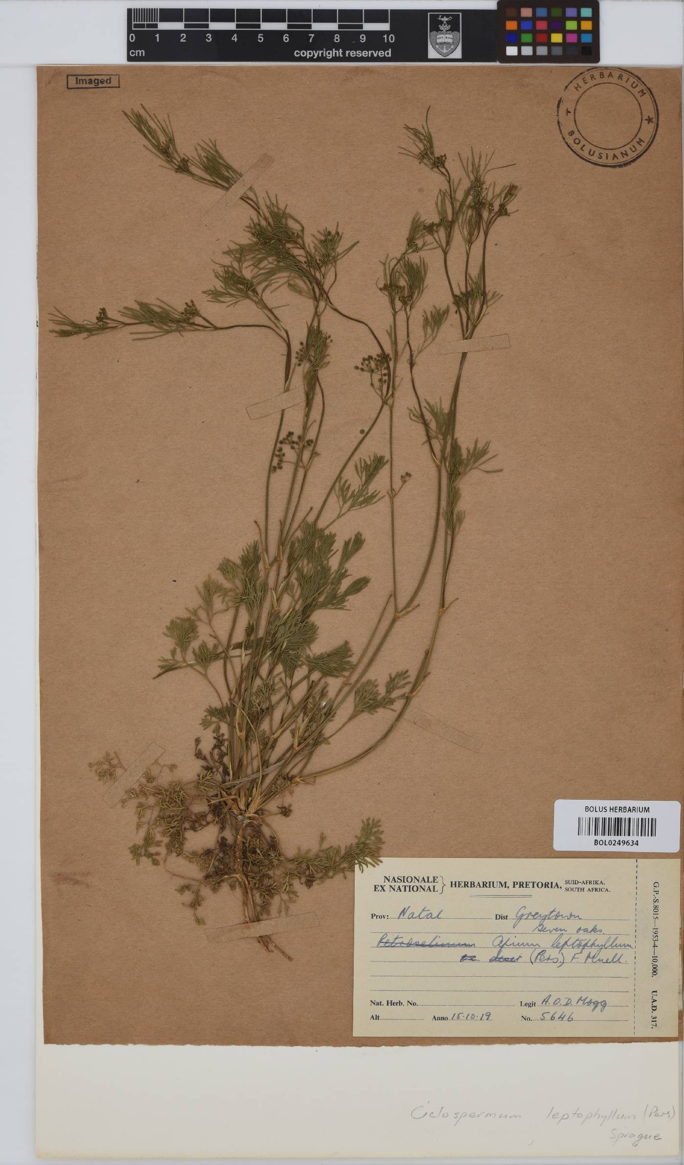 Cyclospermum leptophyllum image