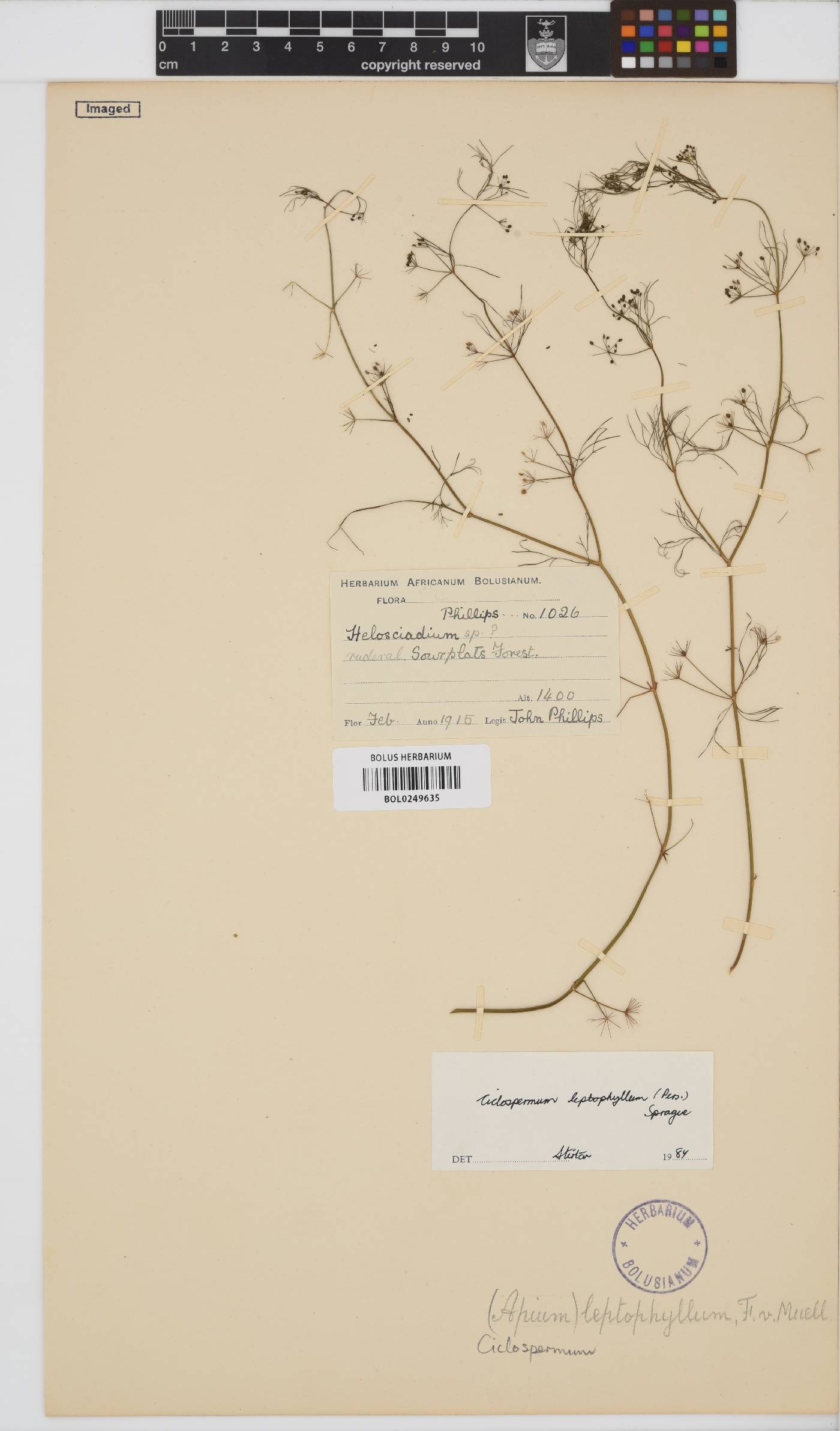 Cyclospermum leptophyllum image
