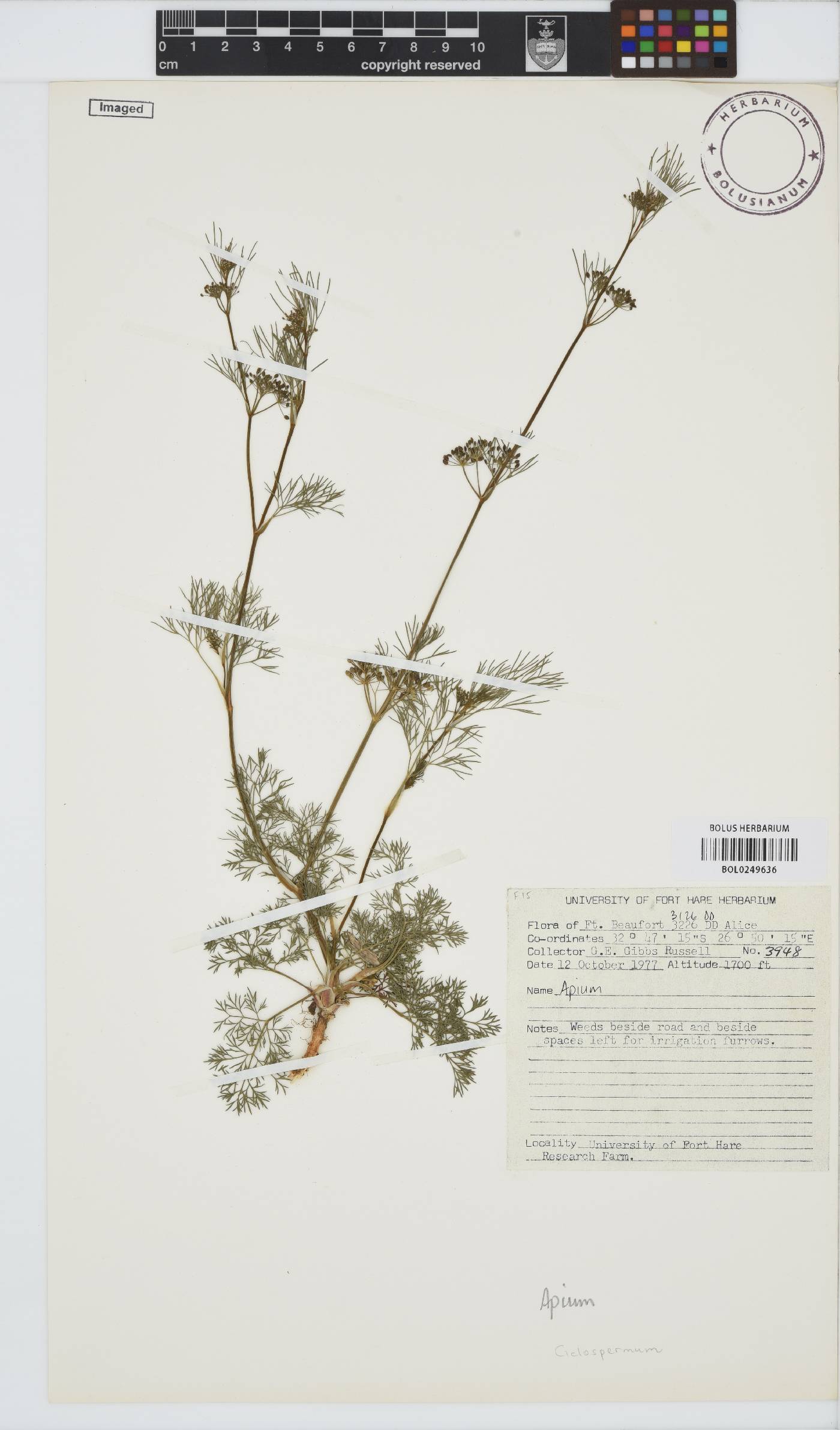 Cyclospermum leptophyllum image