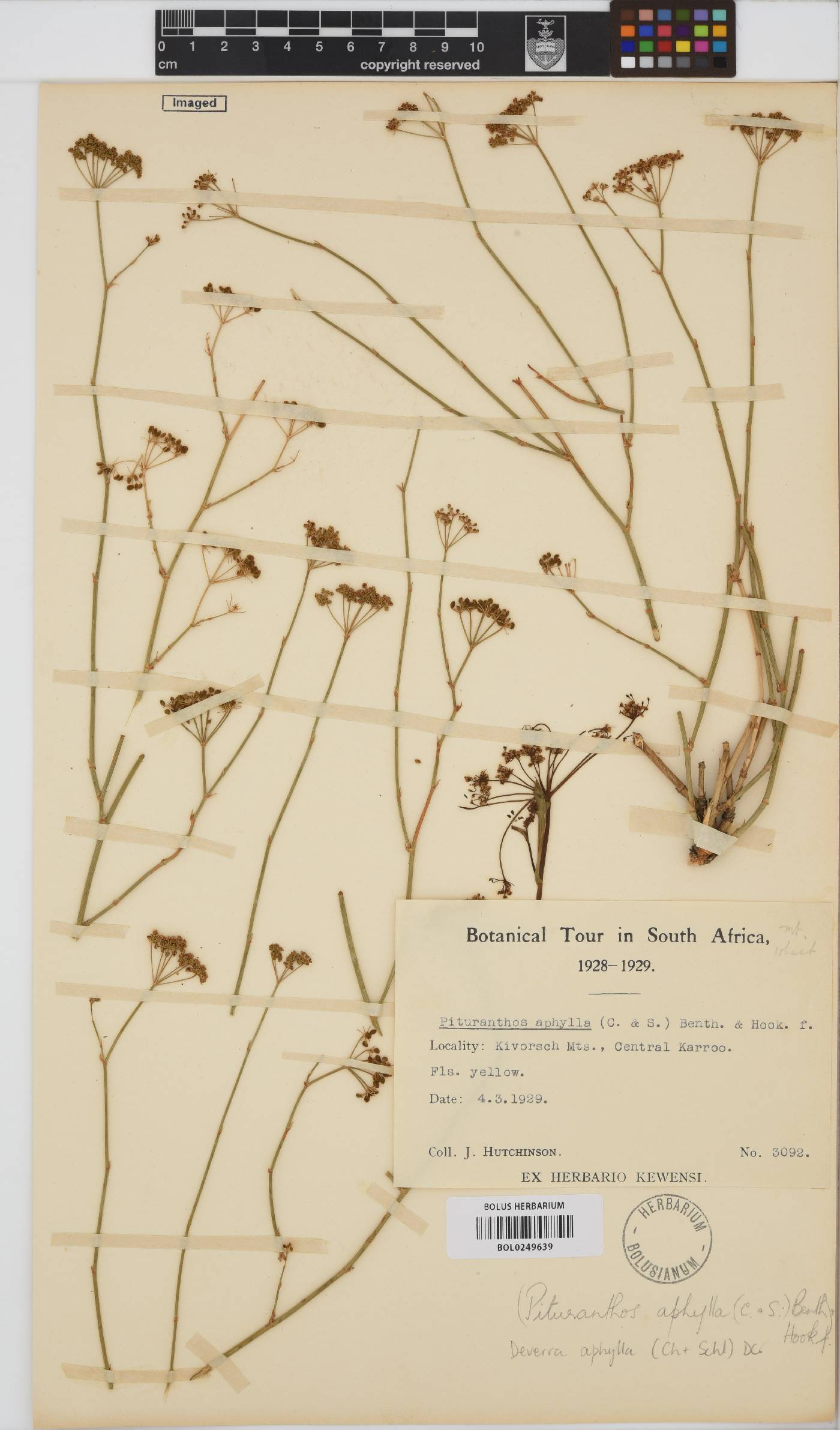 Deverra denudata image