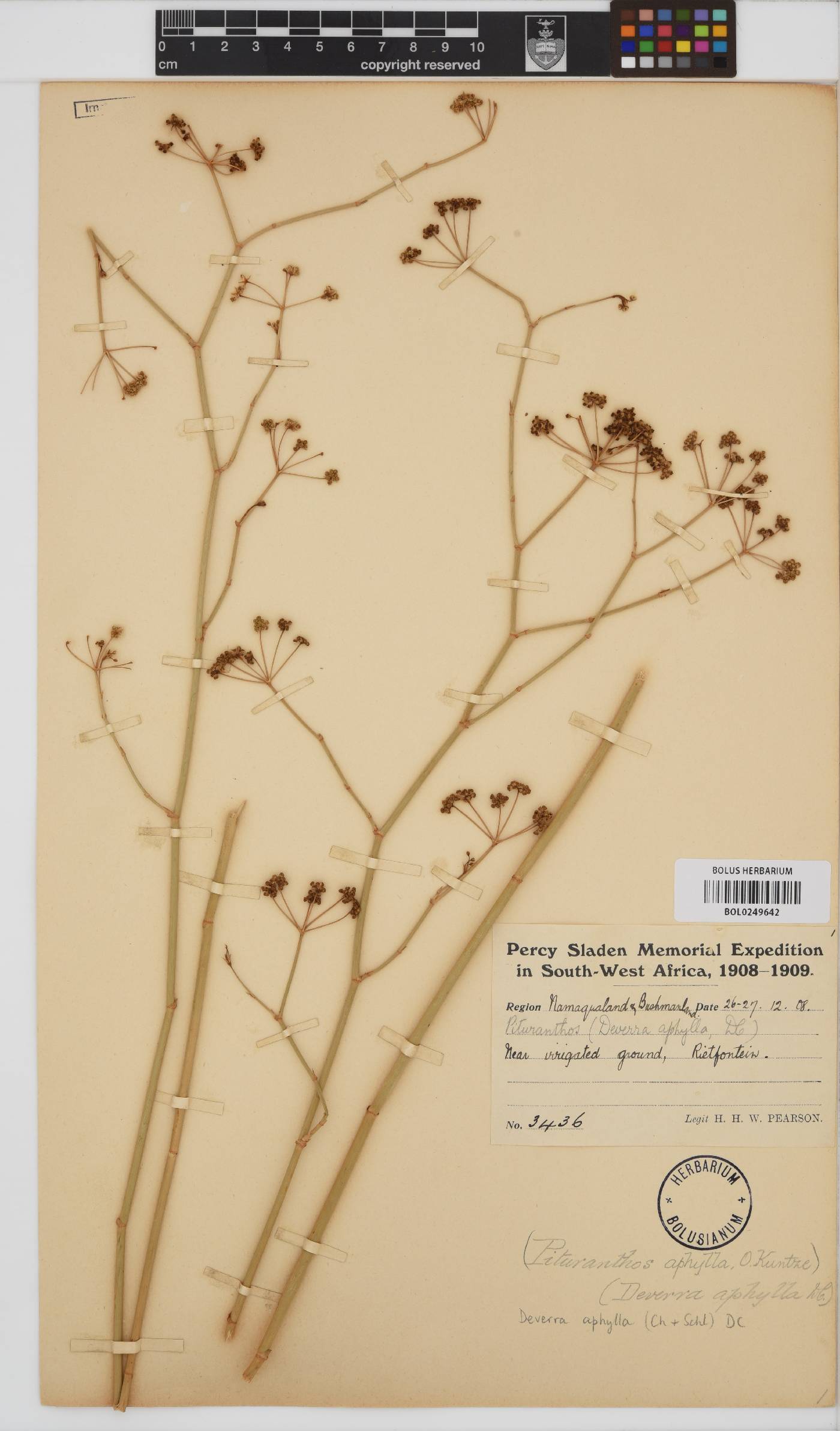 Deverra image