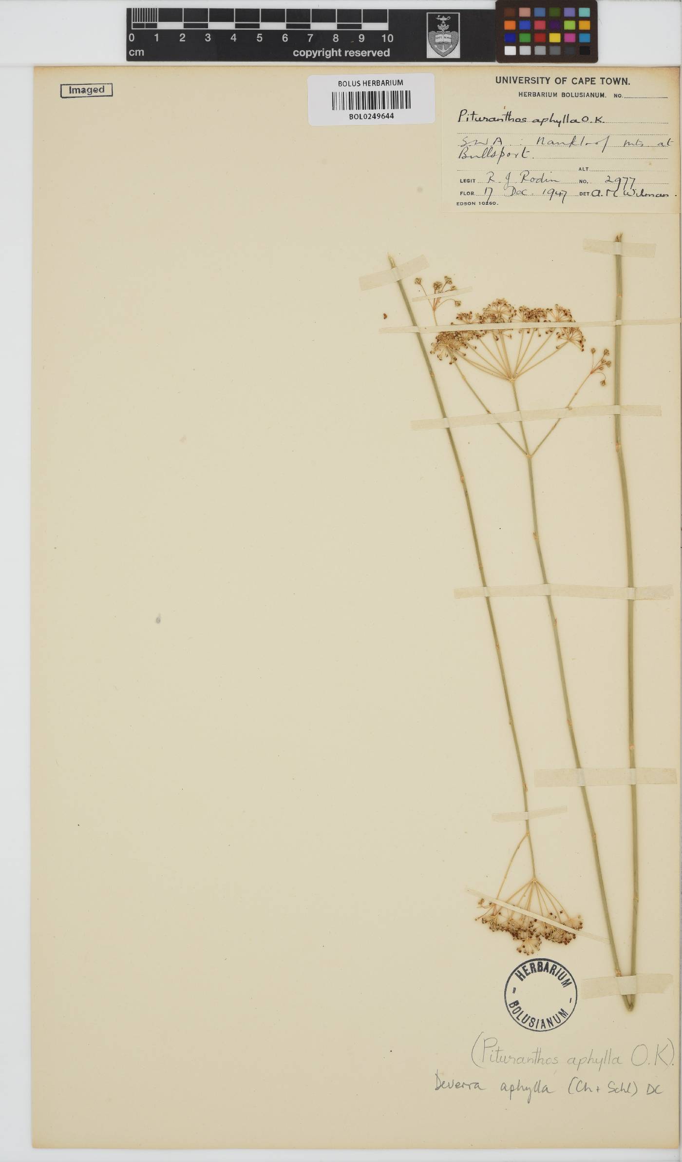Deverra image