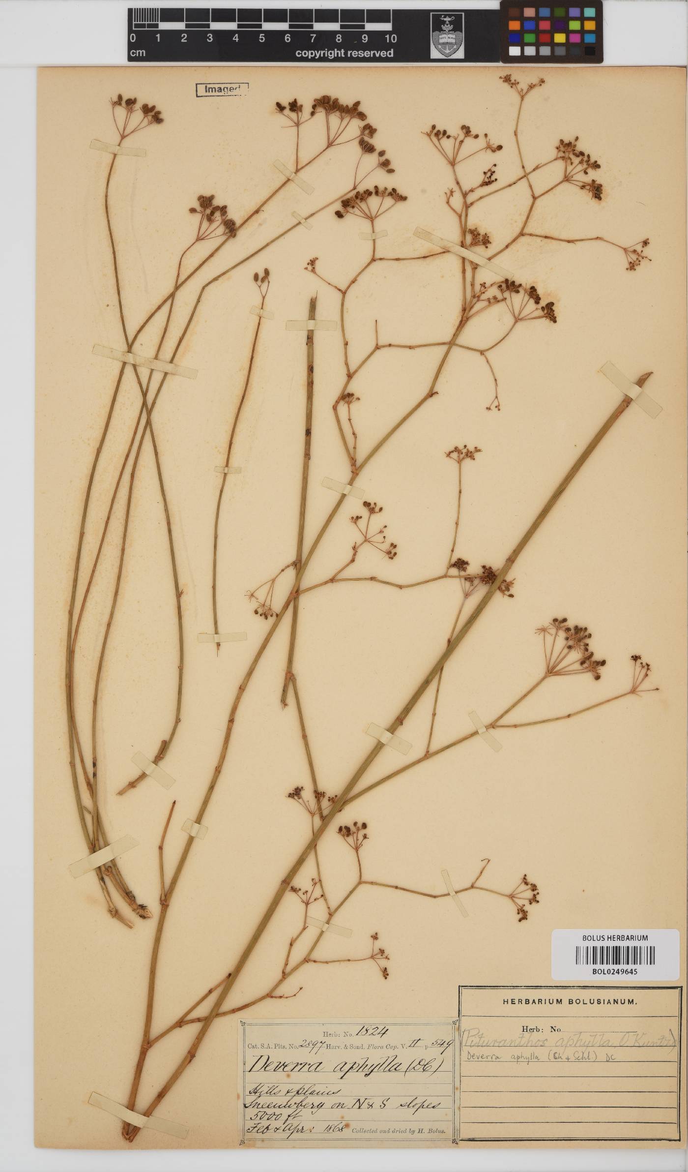 Deverra image