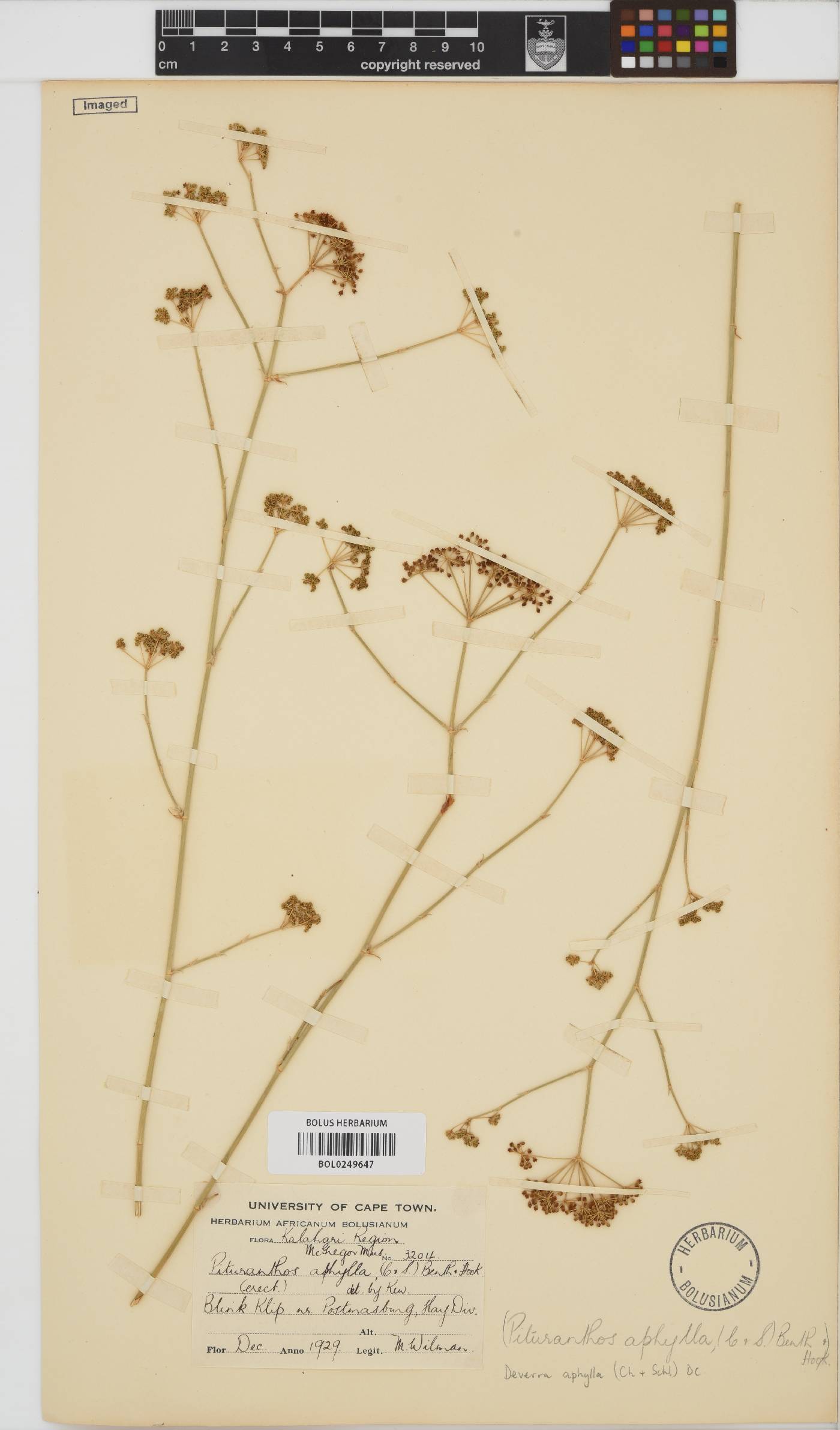 Deverra denudata subsp. aphylla image