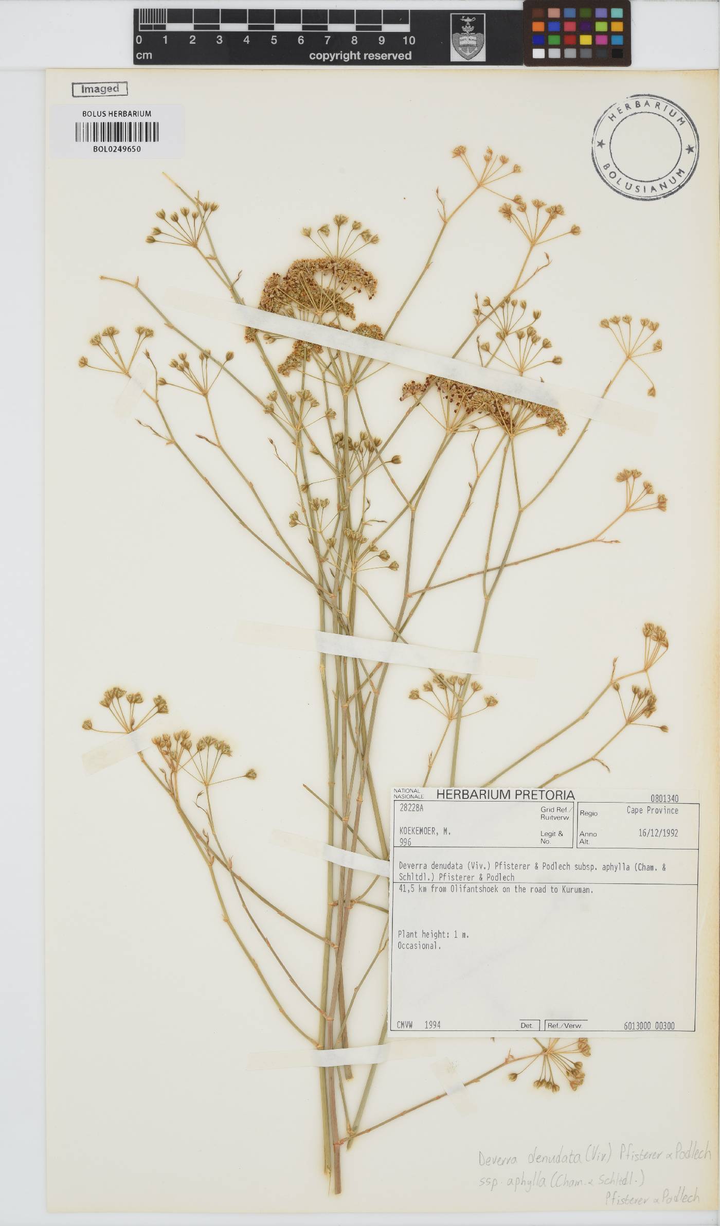 Deverra denudata subsp. aphylla image