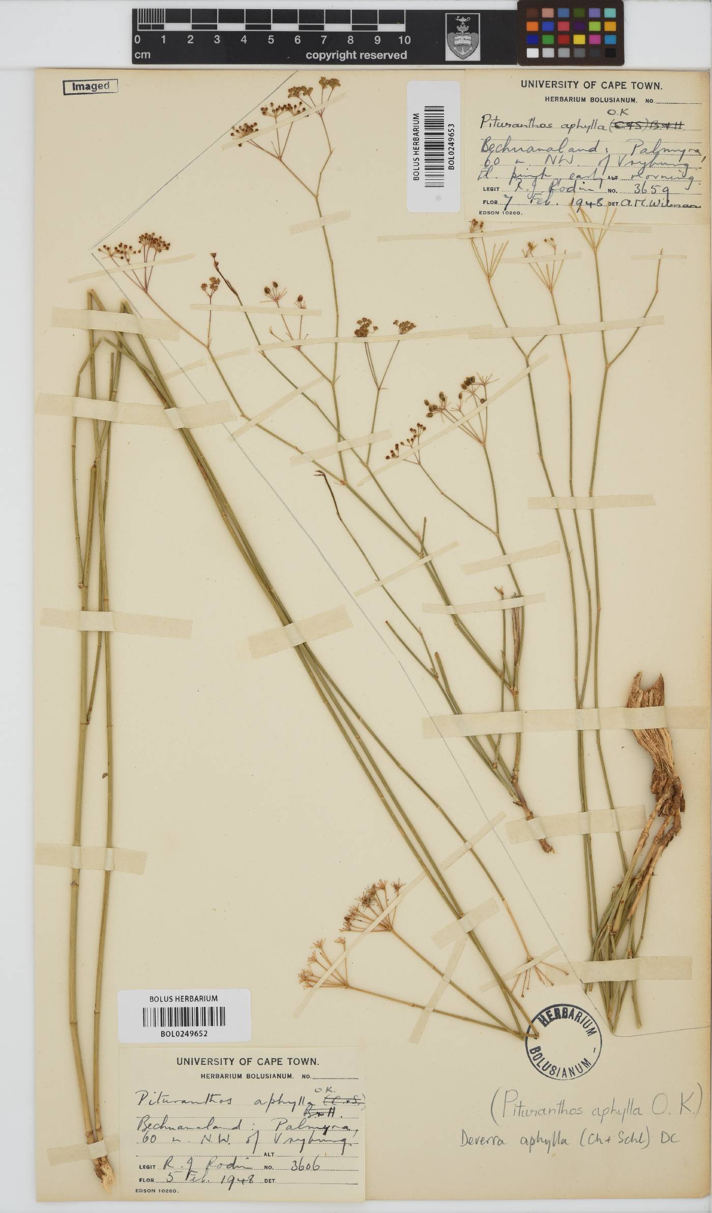 Deverra denudata subsp. aphylla image