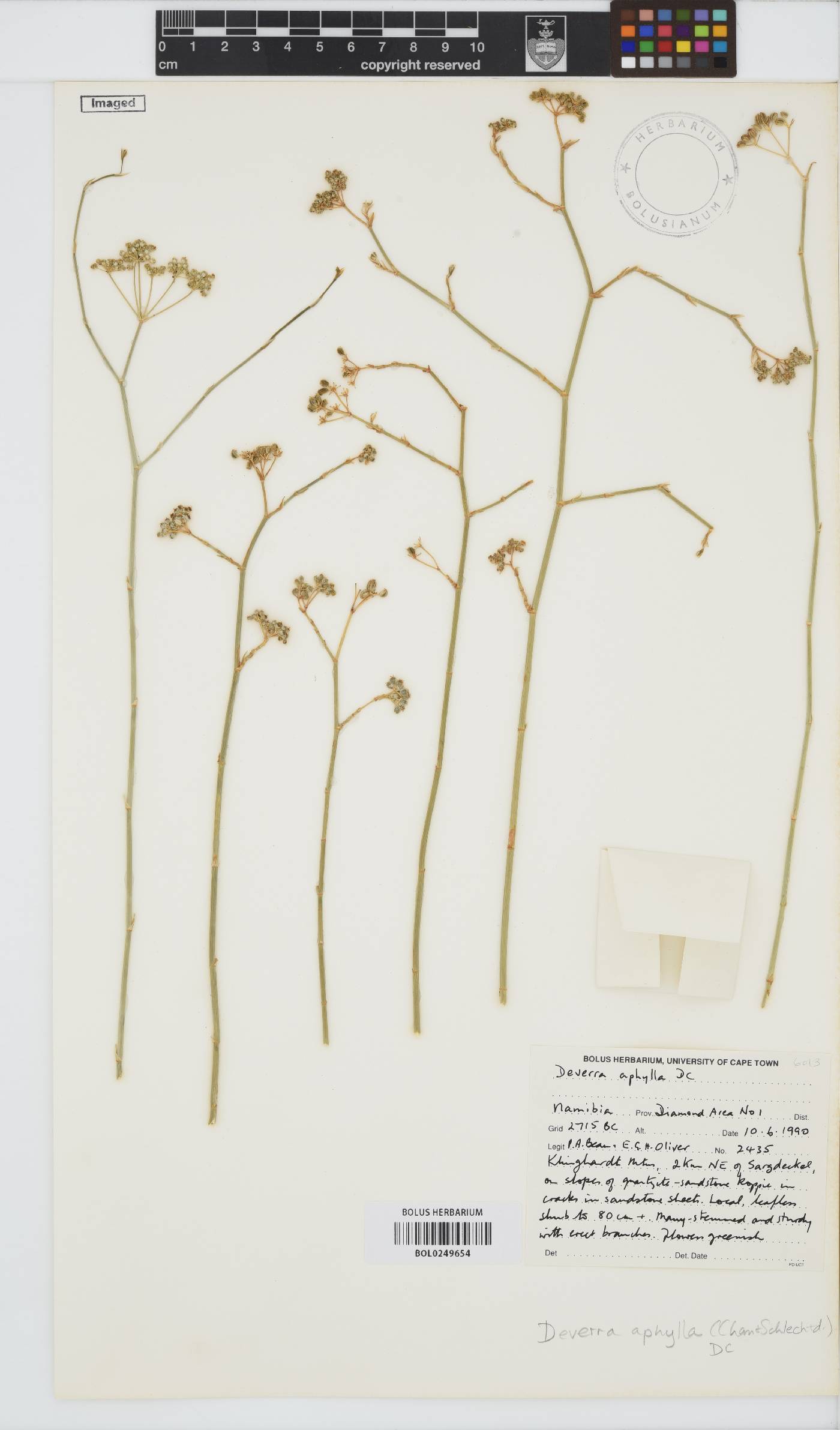 Deverra denudata subsp. aphylla image