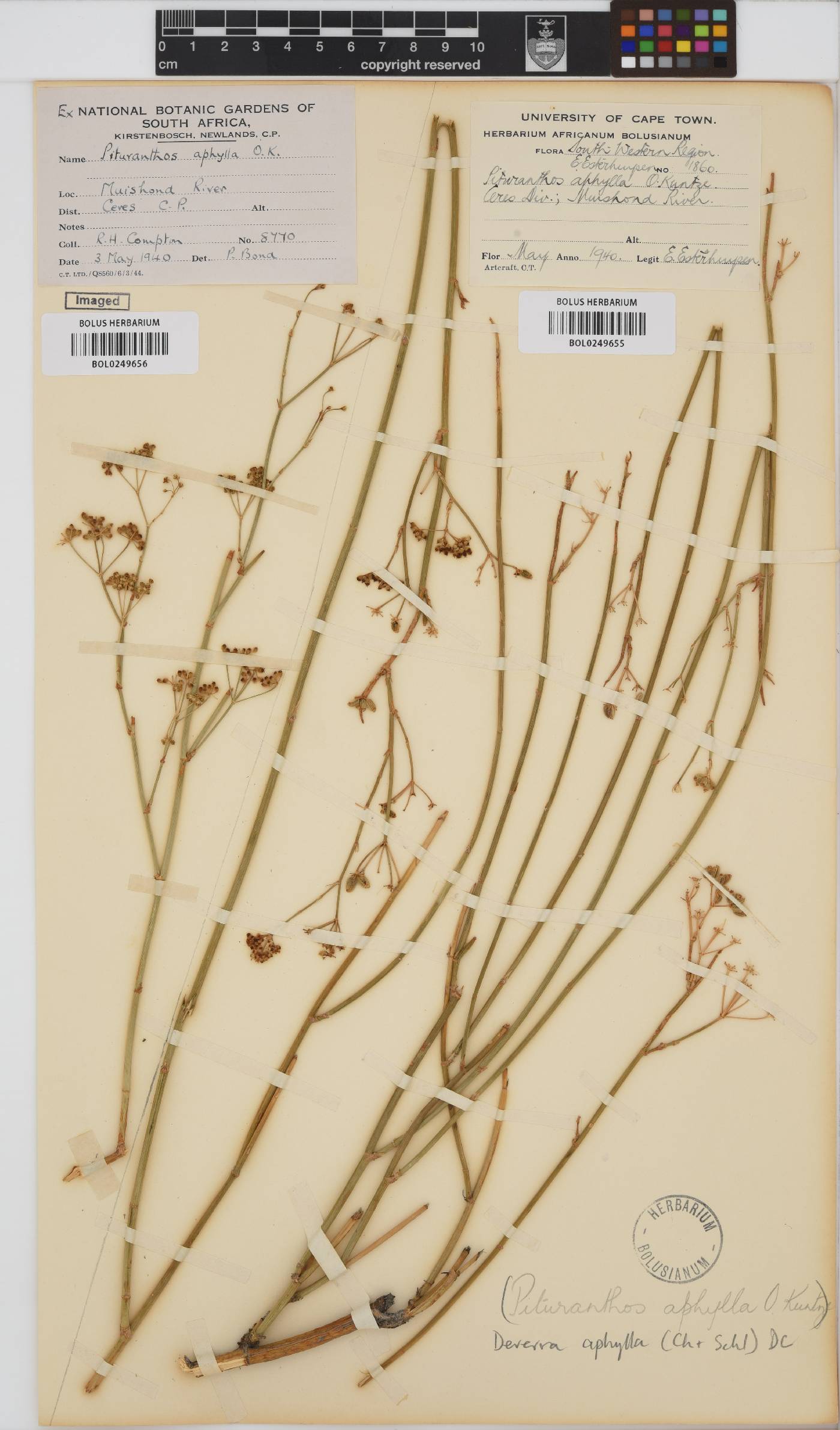 Deverra denudata subsp. aphylla image